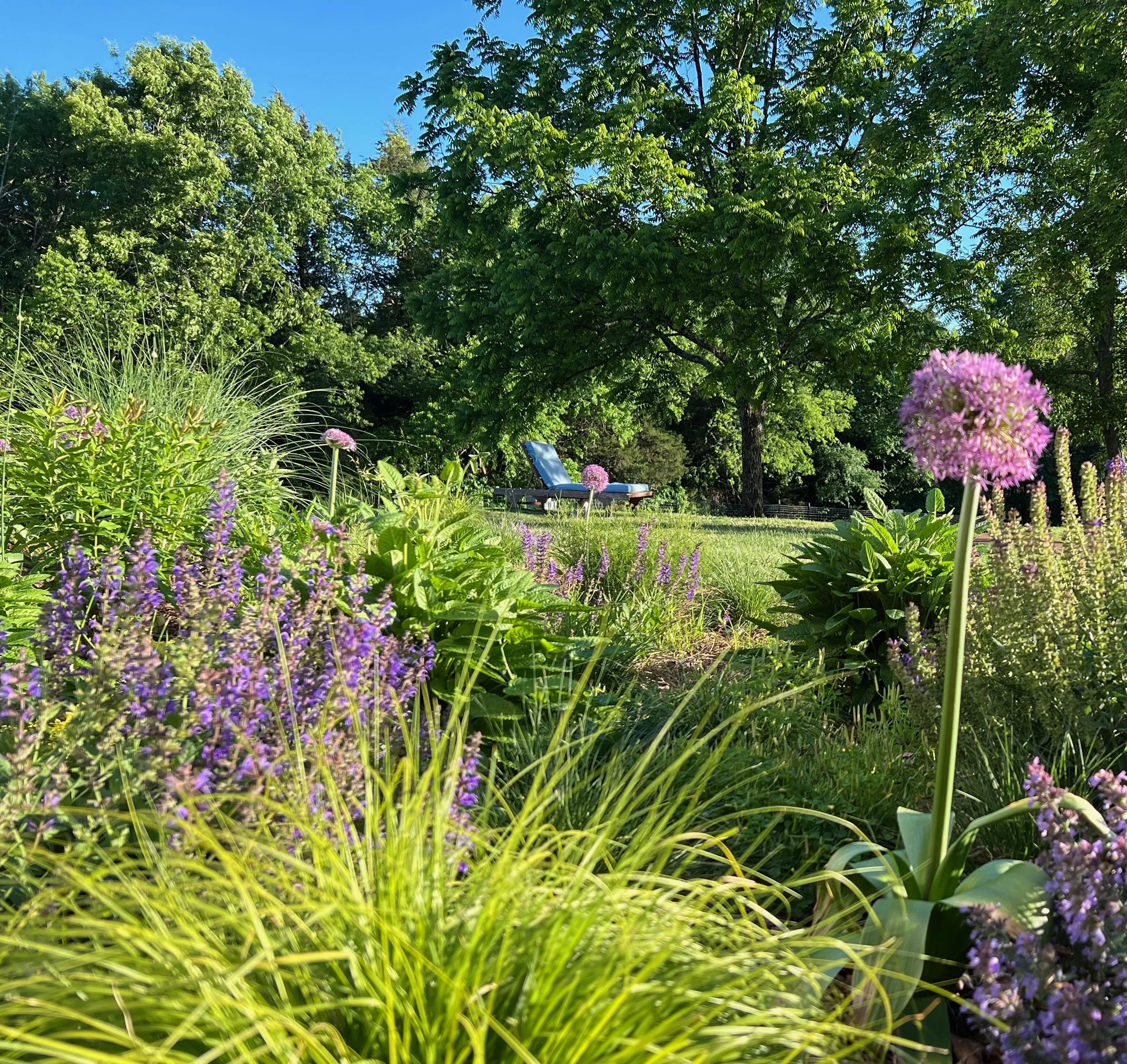 [Gorgeous TN native drought tolerant naturalistic garden with purple blooms in Nashville farm home entry by garden designer The Grass Girl] — fine garden design Nashville Tennessee by The Grass Girl