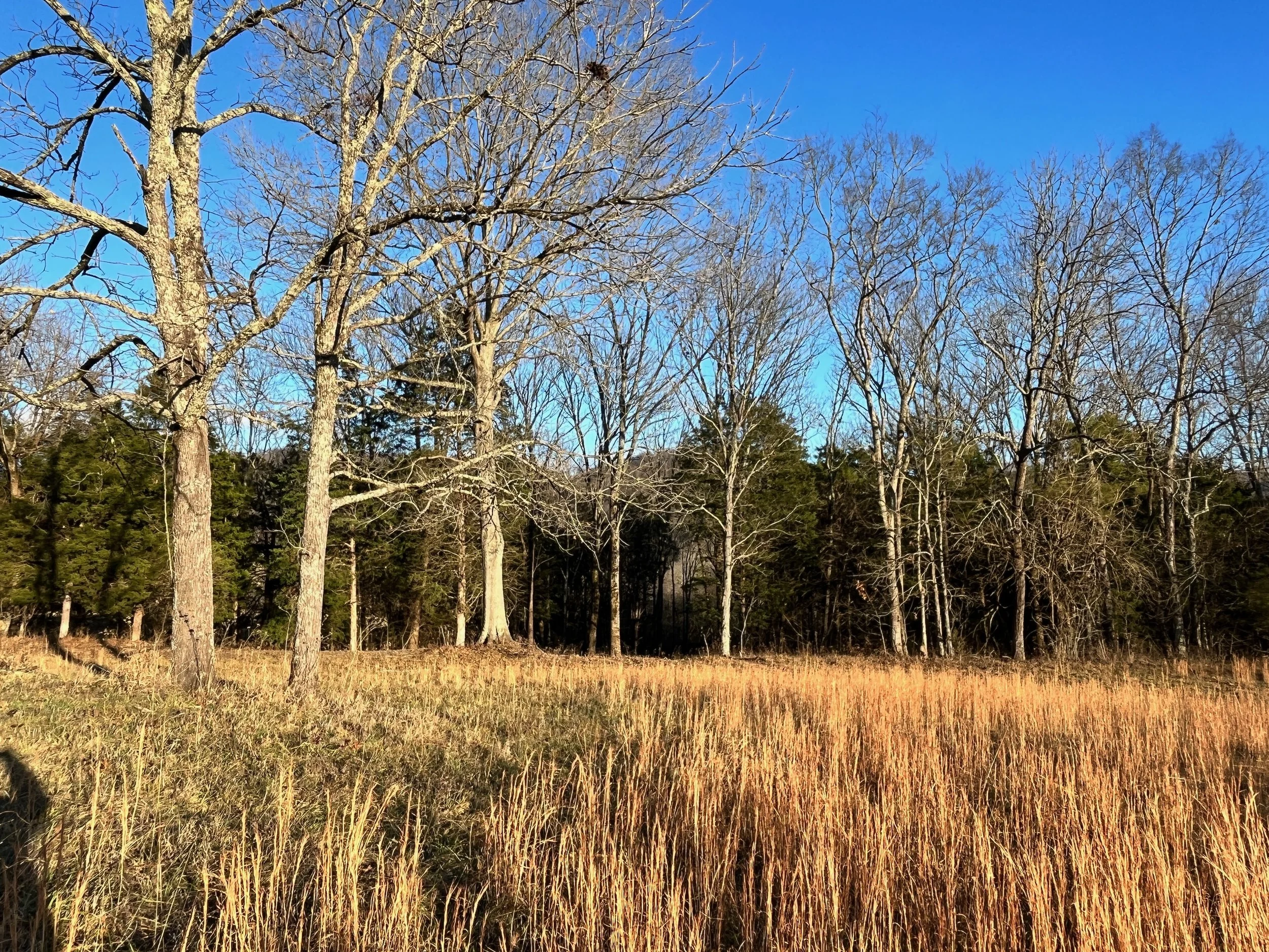 What Rewilding Gets Wrong