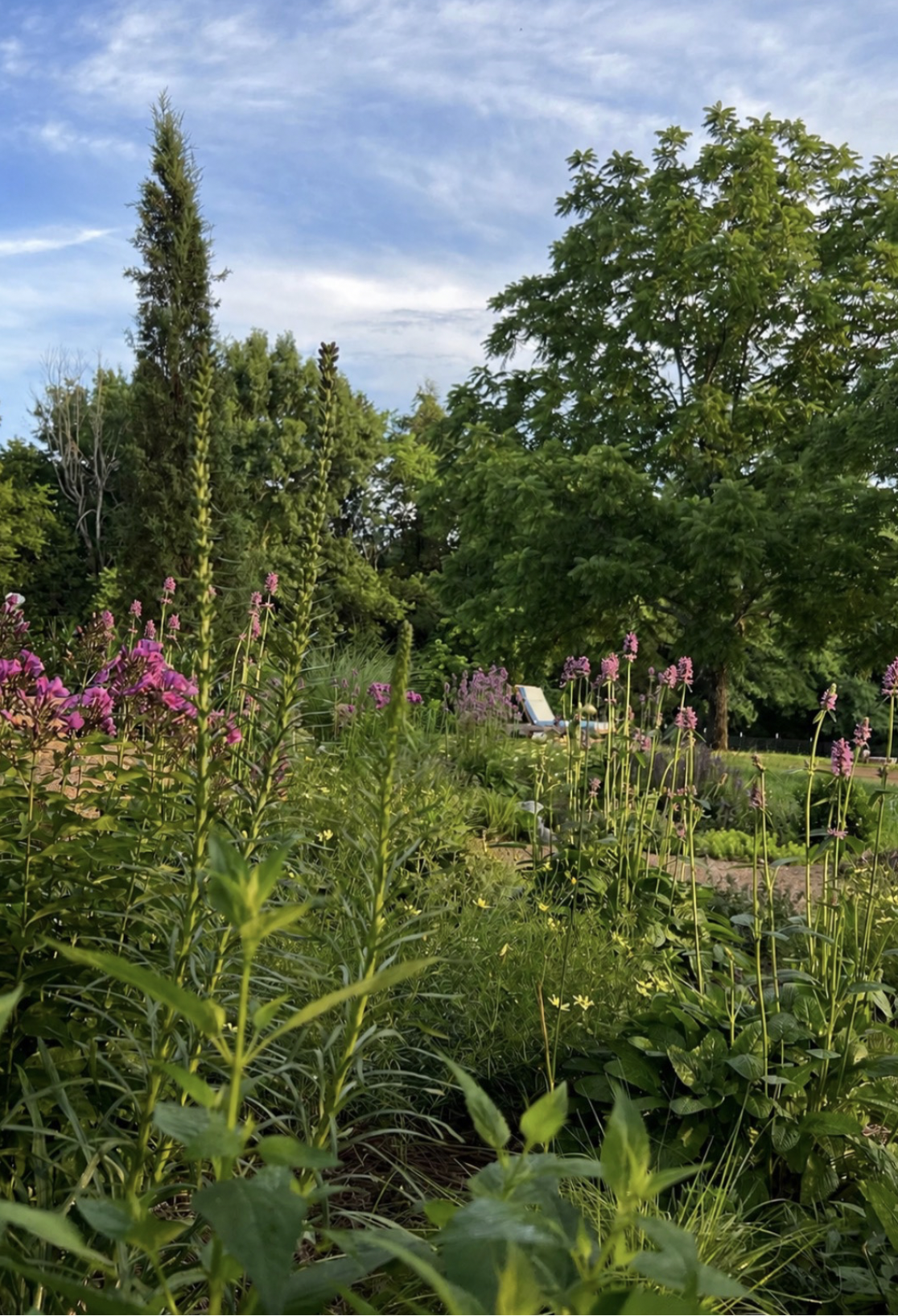 [Gorgeous TN native drought tolerant naturalistic garden with pink blooms in Nashville farm home entry by landscape and garden designer The Grass Girl] — fine garden design Nashville Tennessee by The Grass Girl
