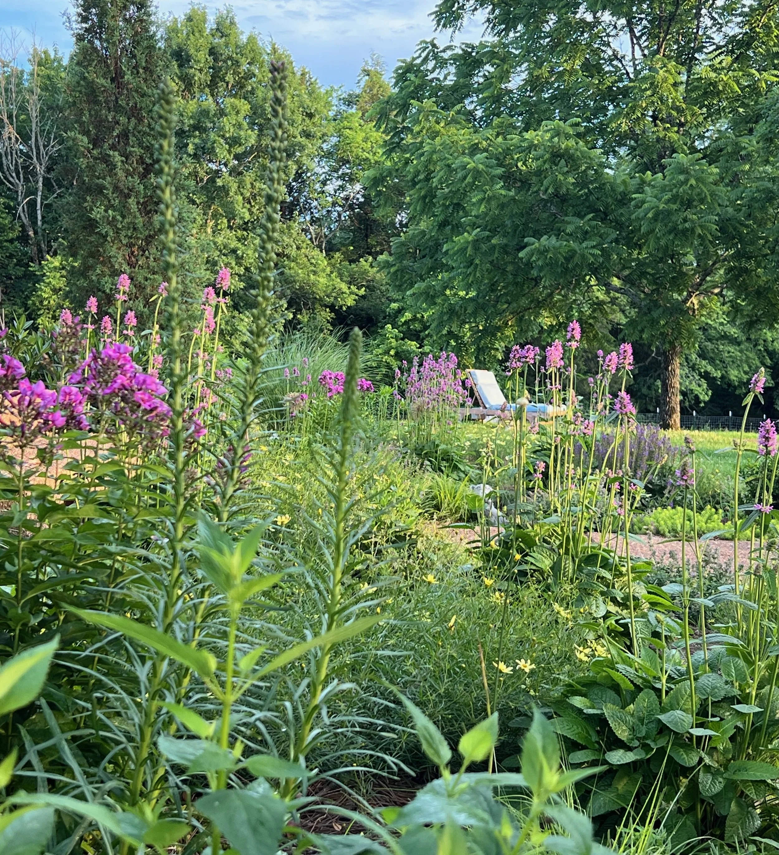 A layered perennial garden on a Middle Tennessee farm property, viewed from inside the beds, designed by garden consultant Clare Horne of The Grass Girl.
