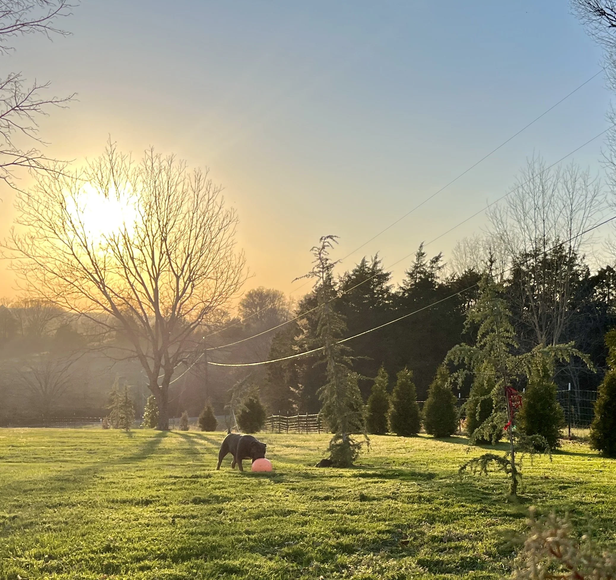 Deodar cedar trees designed in front of green giant arborvitae row for privacy in landscape design on TN farm.