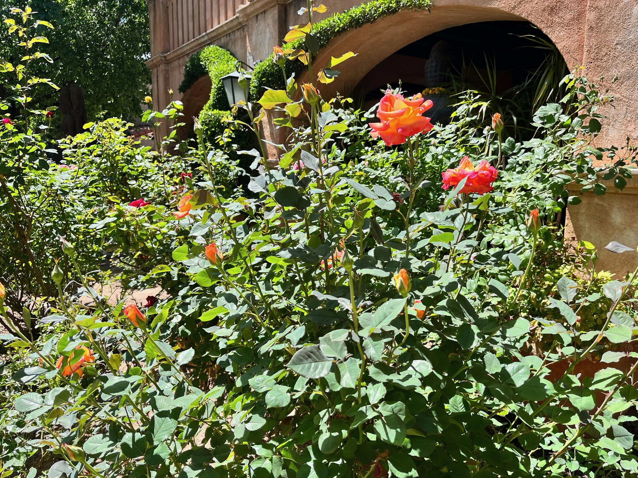Rose courtyard garden design by The Grass Girl, Nashville Tennessee — climbing roses, stone urns, and layered planting against arched Mediterranean architecture.