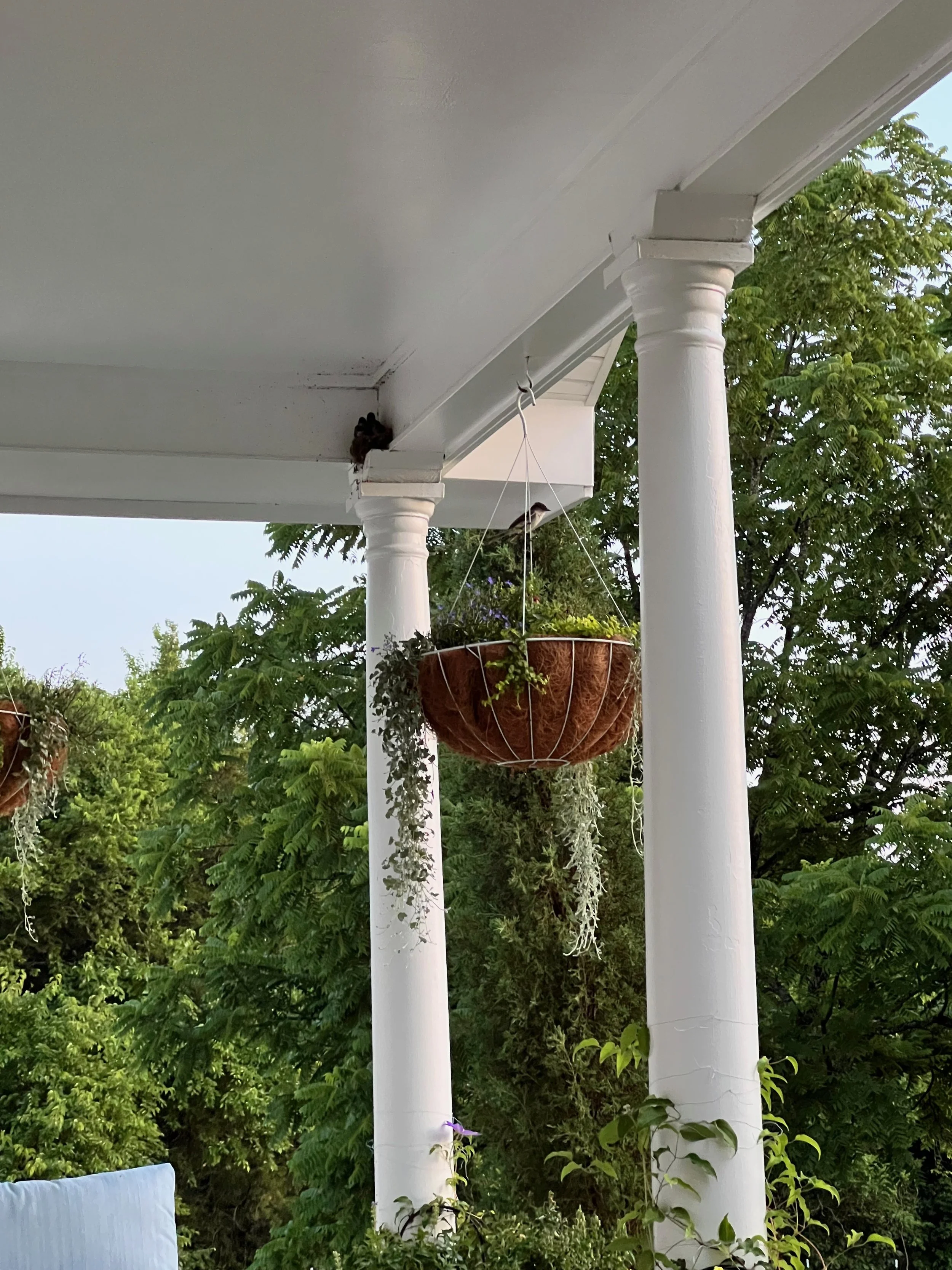 Bird Nest in corner of covered porch in TN in June