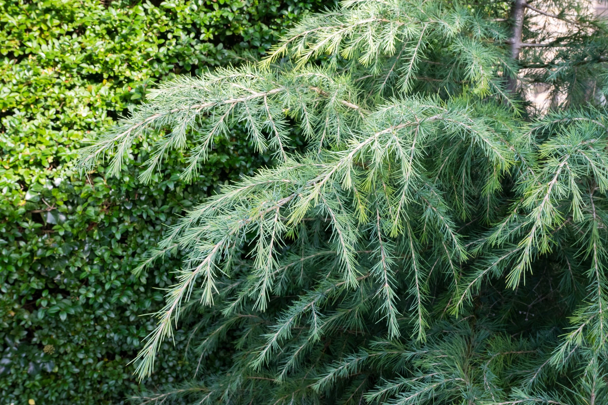 Deodar Cedar foliage contrasted against a boxwood hedge