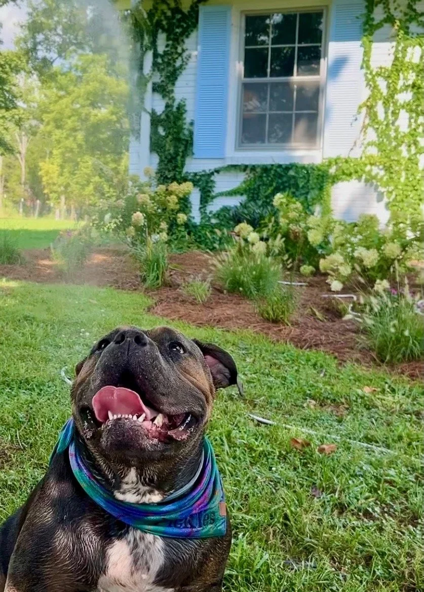 Dog in front of Boston ivy covered farmhouse with hydrangea garden beds at midday, The Grass Girl Tennessee farm