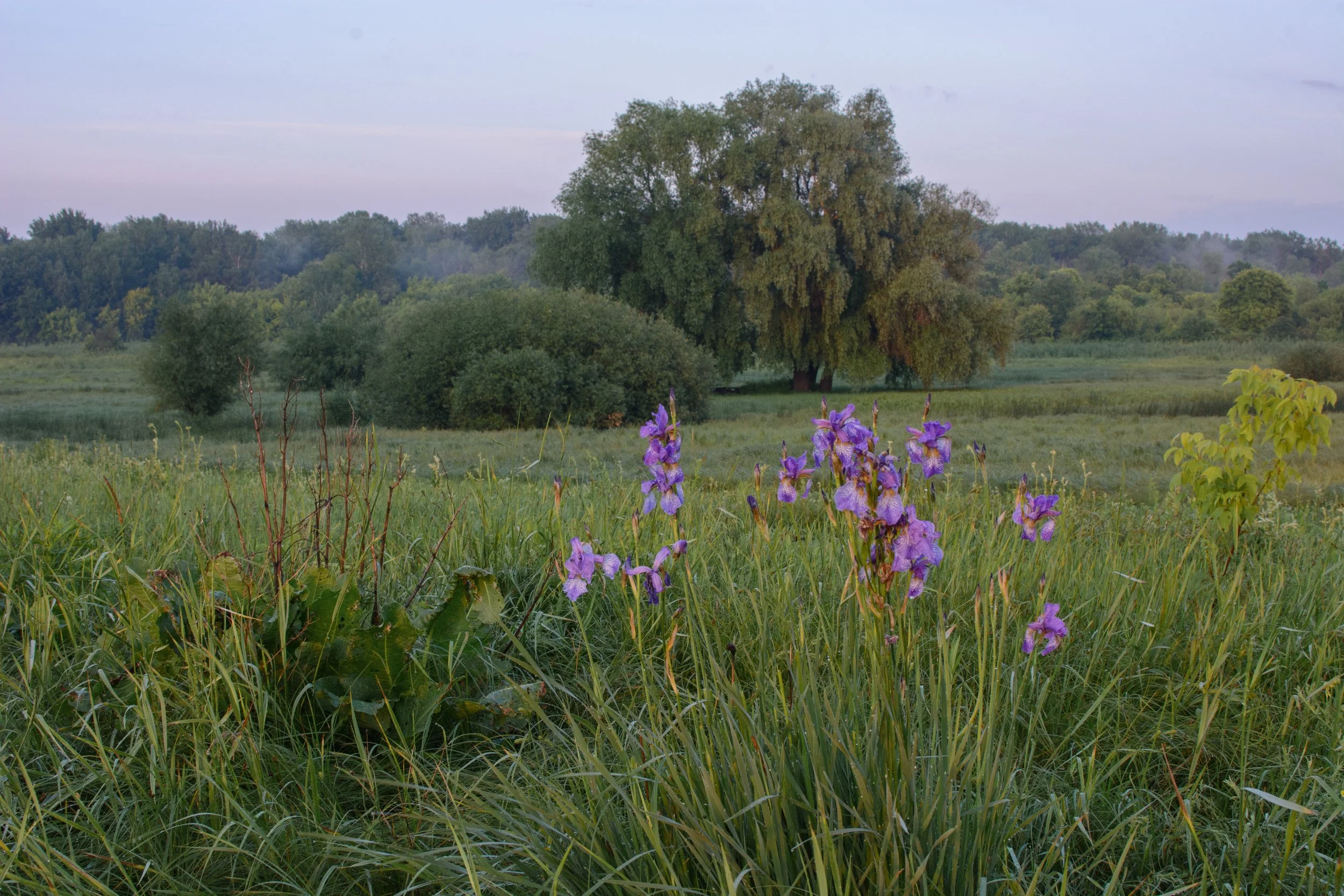 Purple iris blooming in a misty early morning meadow at a Tennessee client property designed by The Grass Girl.