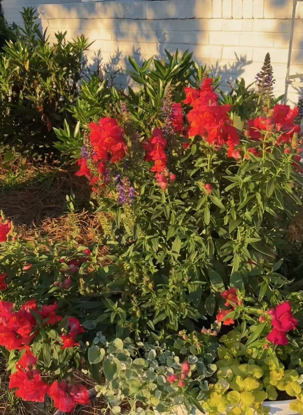 Monaco Orange snapdragons and May Night salvia in morning light on The Grass Girl's front porch pollinator garden in Tennessee