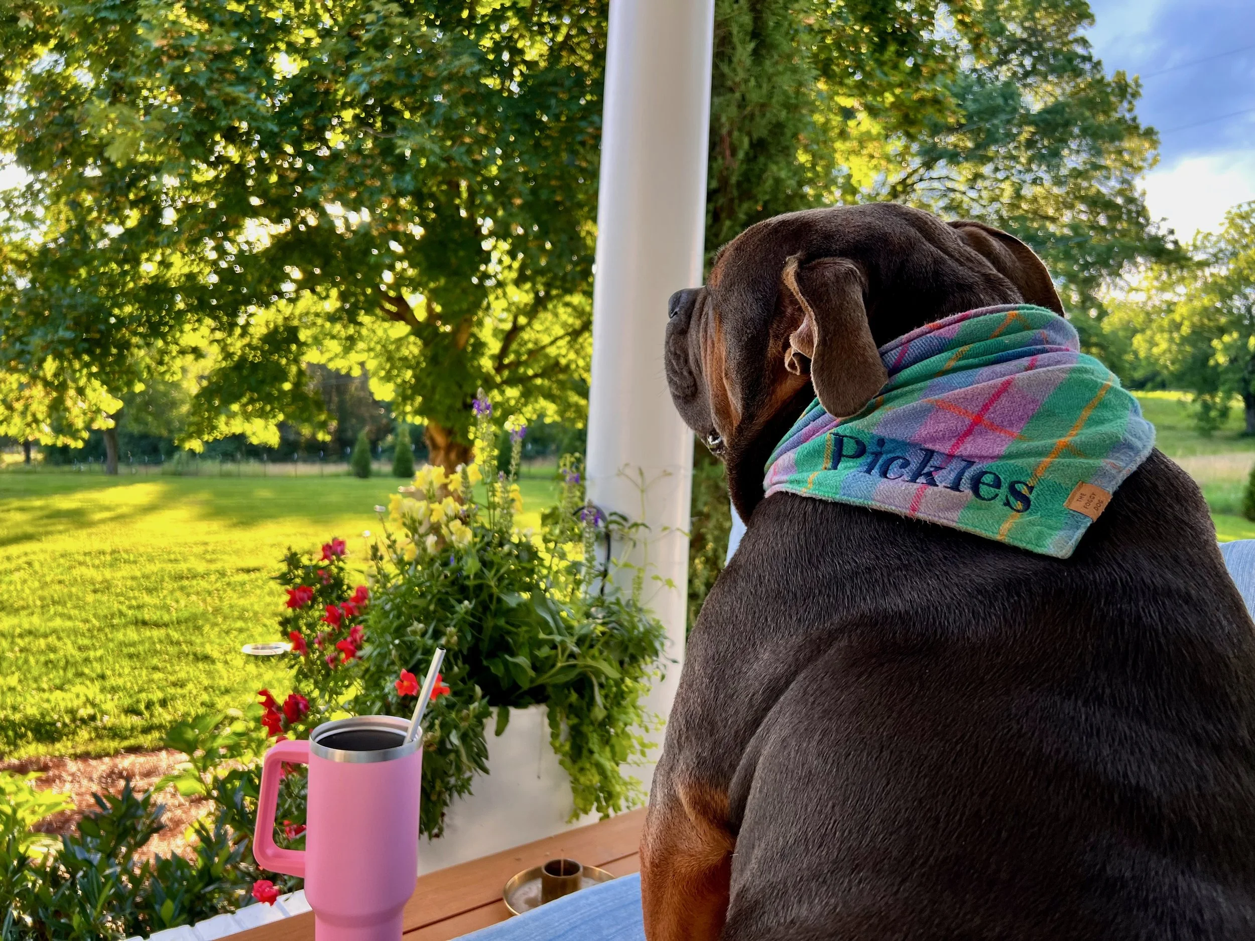 Dog on front porch overlooking pollinator garden beds in morning light, The Grass Girl farm in middle Tennessee