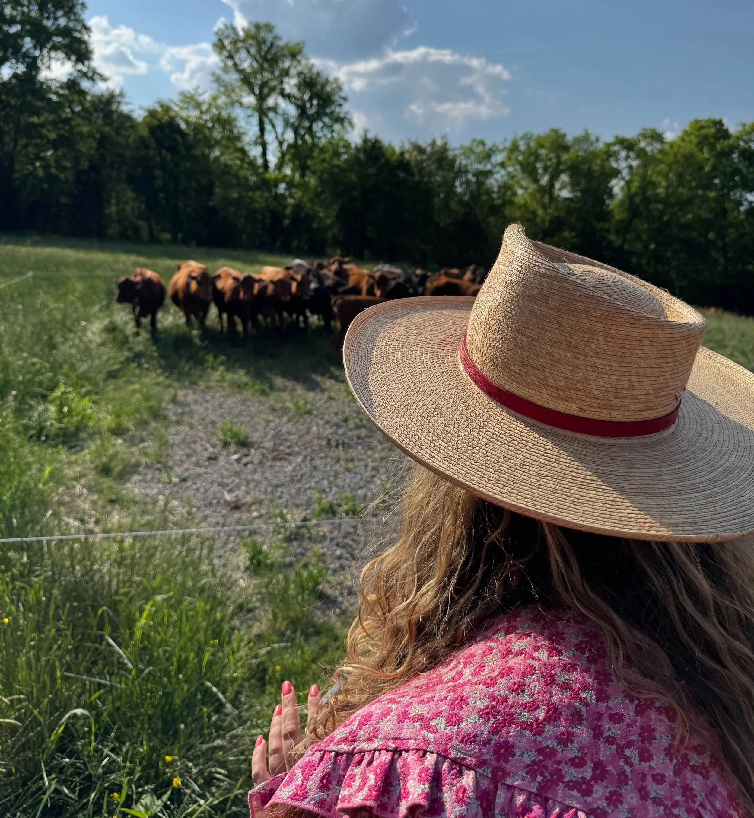 Clare Horne, garden designer and founder of The Grass Girl, watching cattle on her family's working farm in Smith County, Tennessee.