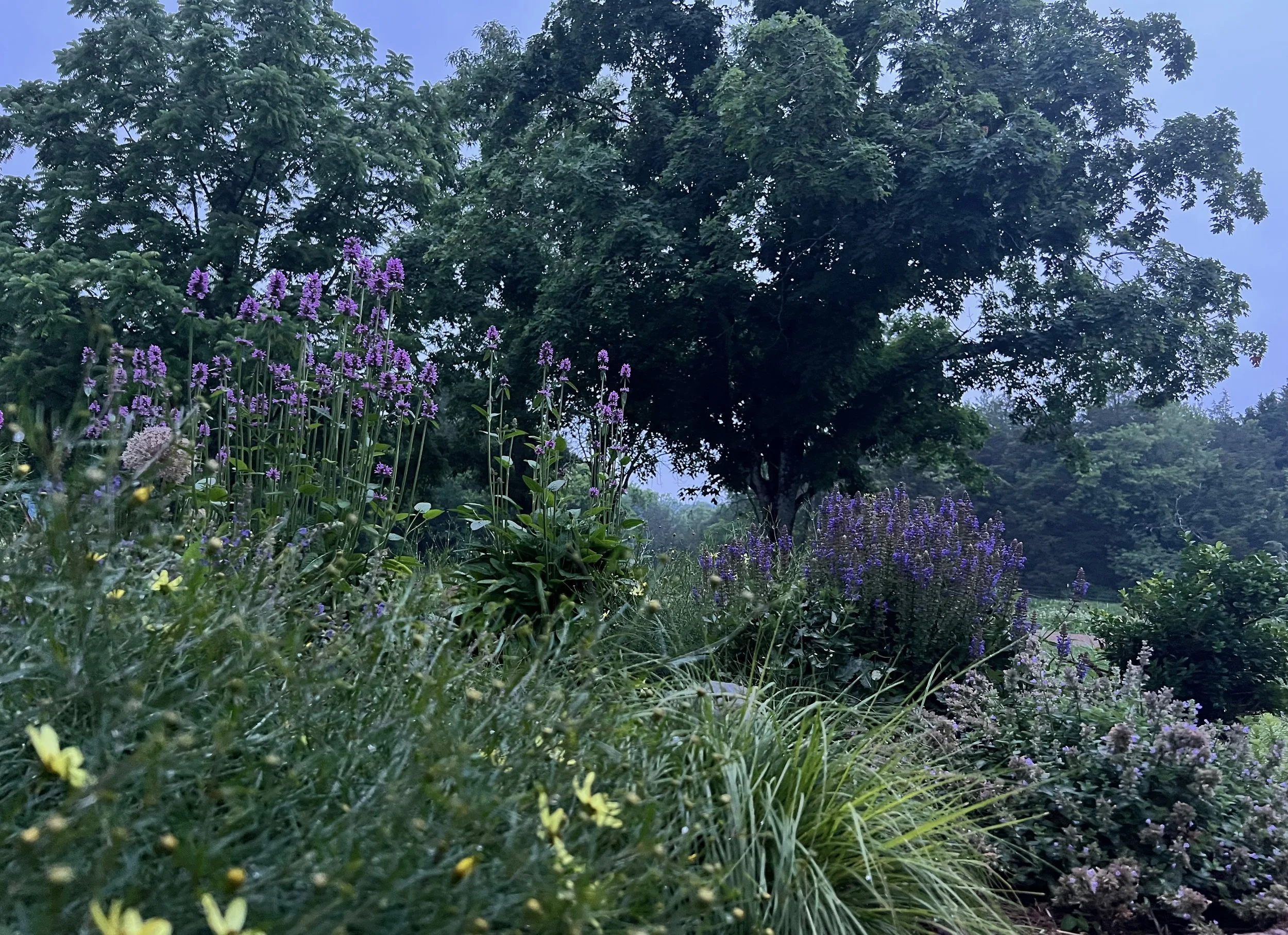 A native perennial garden blooming on Middle TN farm designed by The Grass Girl landscape and garden designer, Clare Horne.