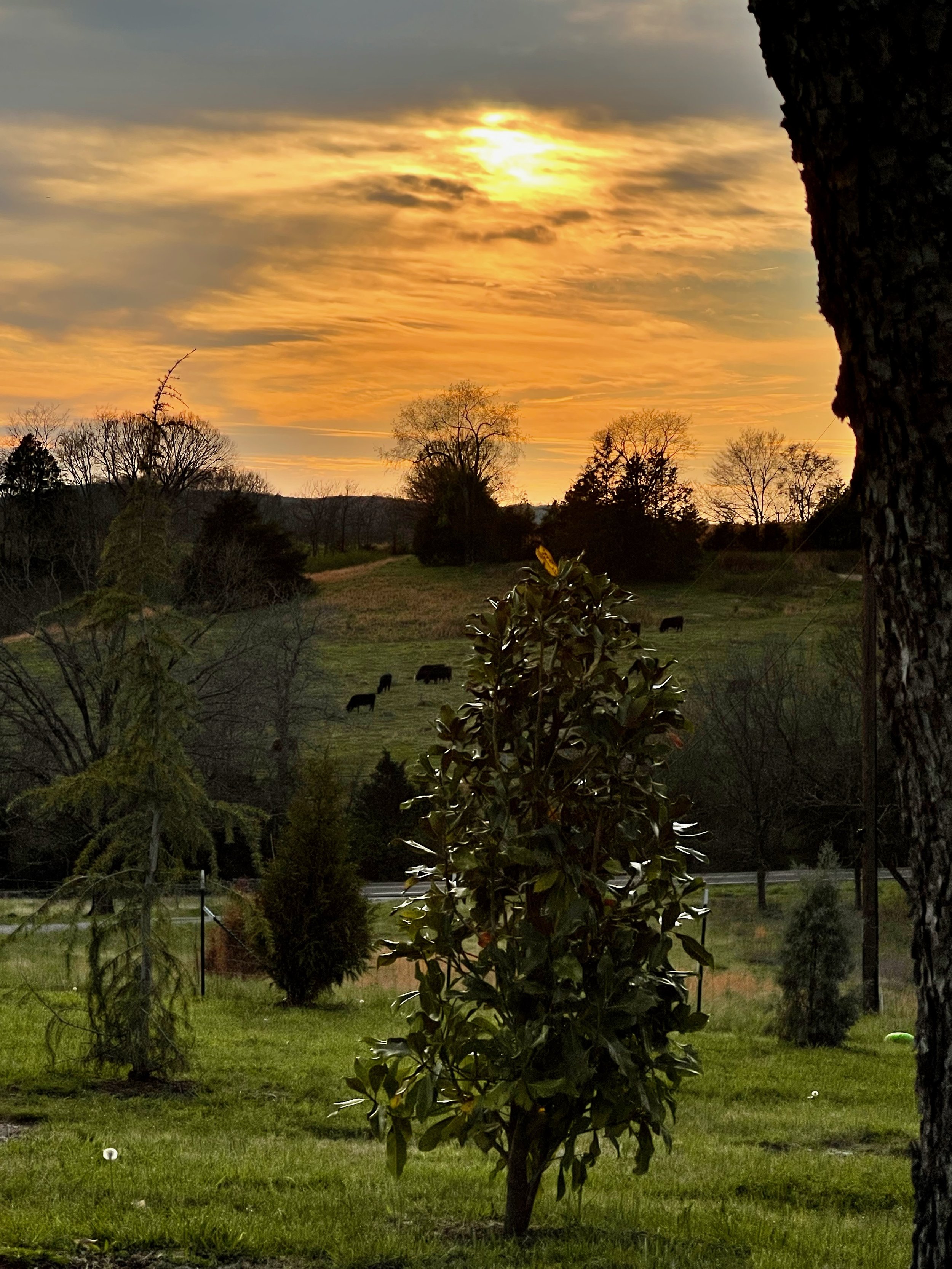 Evening view from front porch of cattle grazing on hillside at sunset, sound barrier trees framing the view, The Grass Girl Tennessee farm garden design