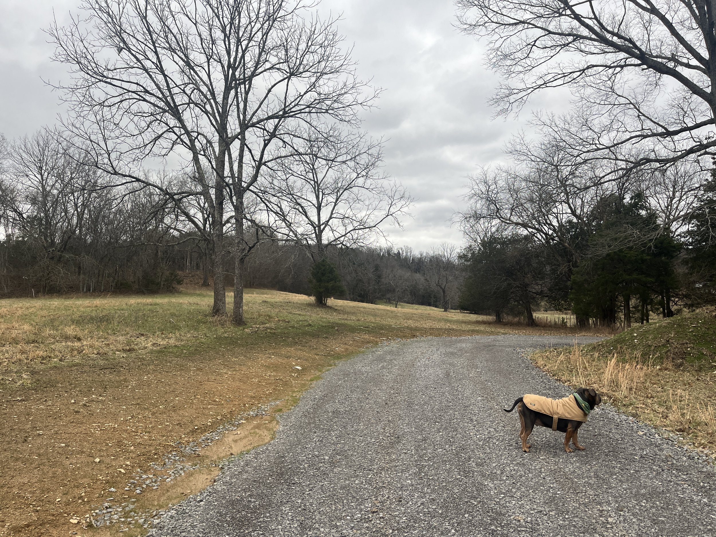 Dog in winter coat walking on middle tn farm road in winter