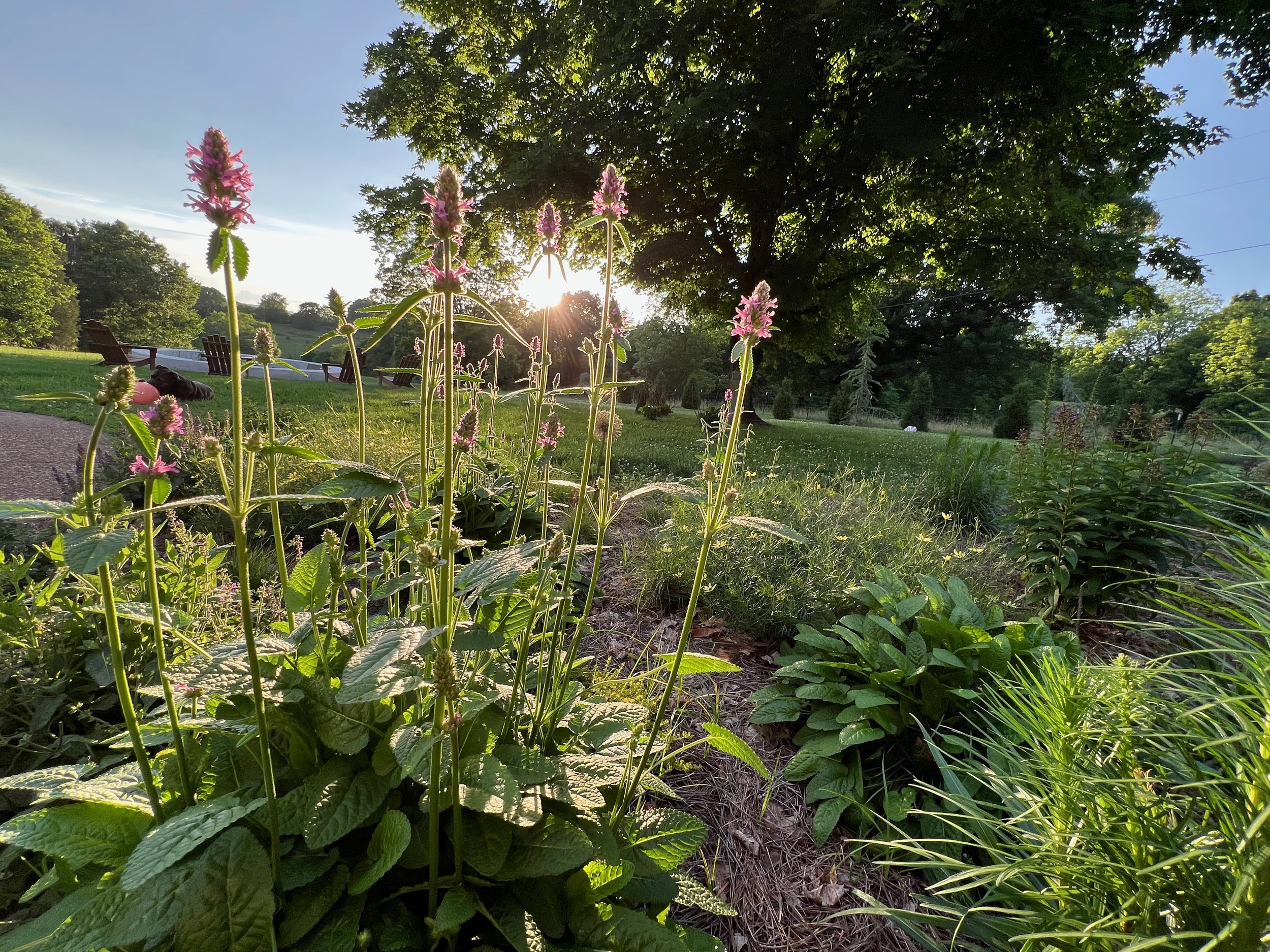 Salvia and betony at dusk in a Middle Tennessee garden, showing how evening light reads across planting designed by The Grass Girl.