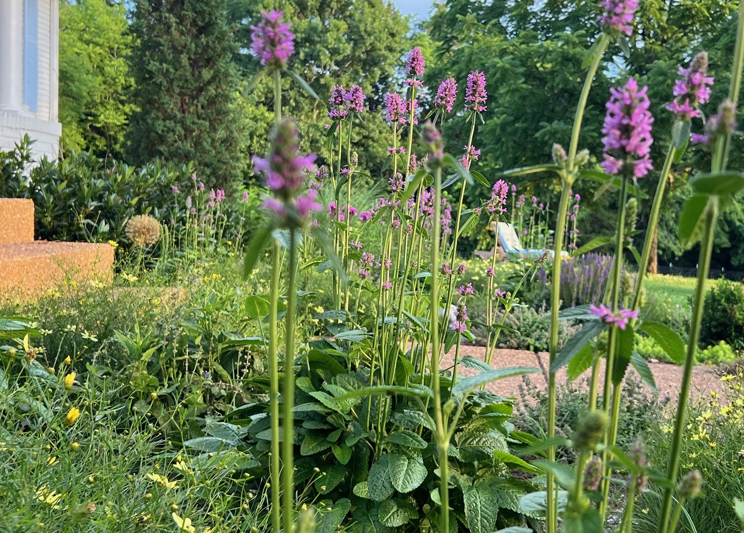A residential landscape design with native perennials thriving in cracked Middle Tennessee clay without amendment or irrigation.