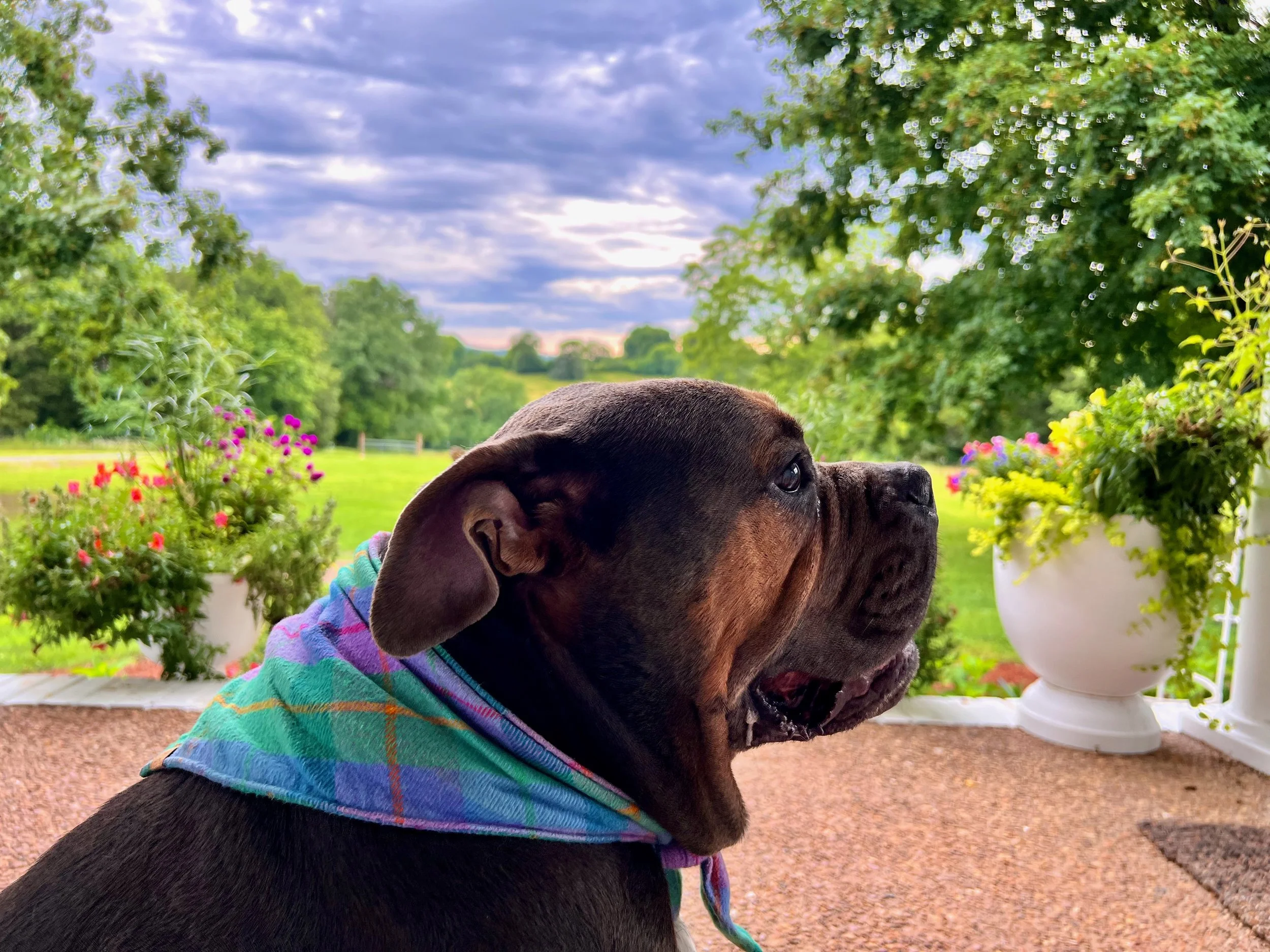 Dog sitting on a porch overlooking a rural Tennessee garden and landscape at dusk