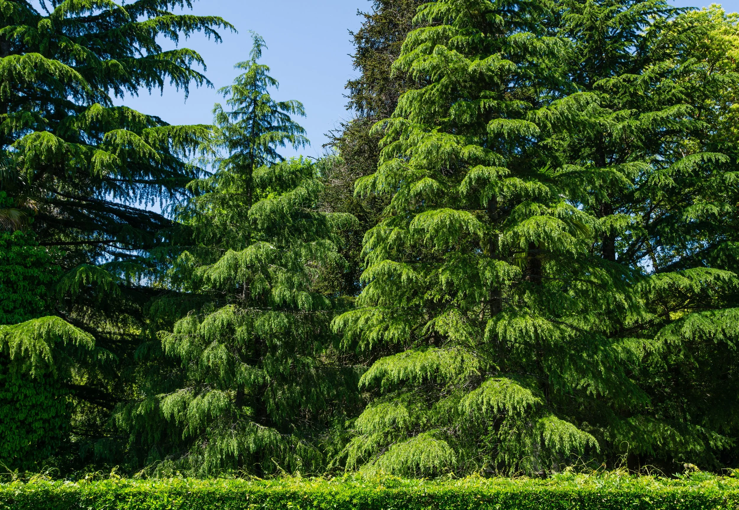 Deodar cedar trees creating a privacy screen in a backyard corner