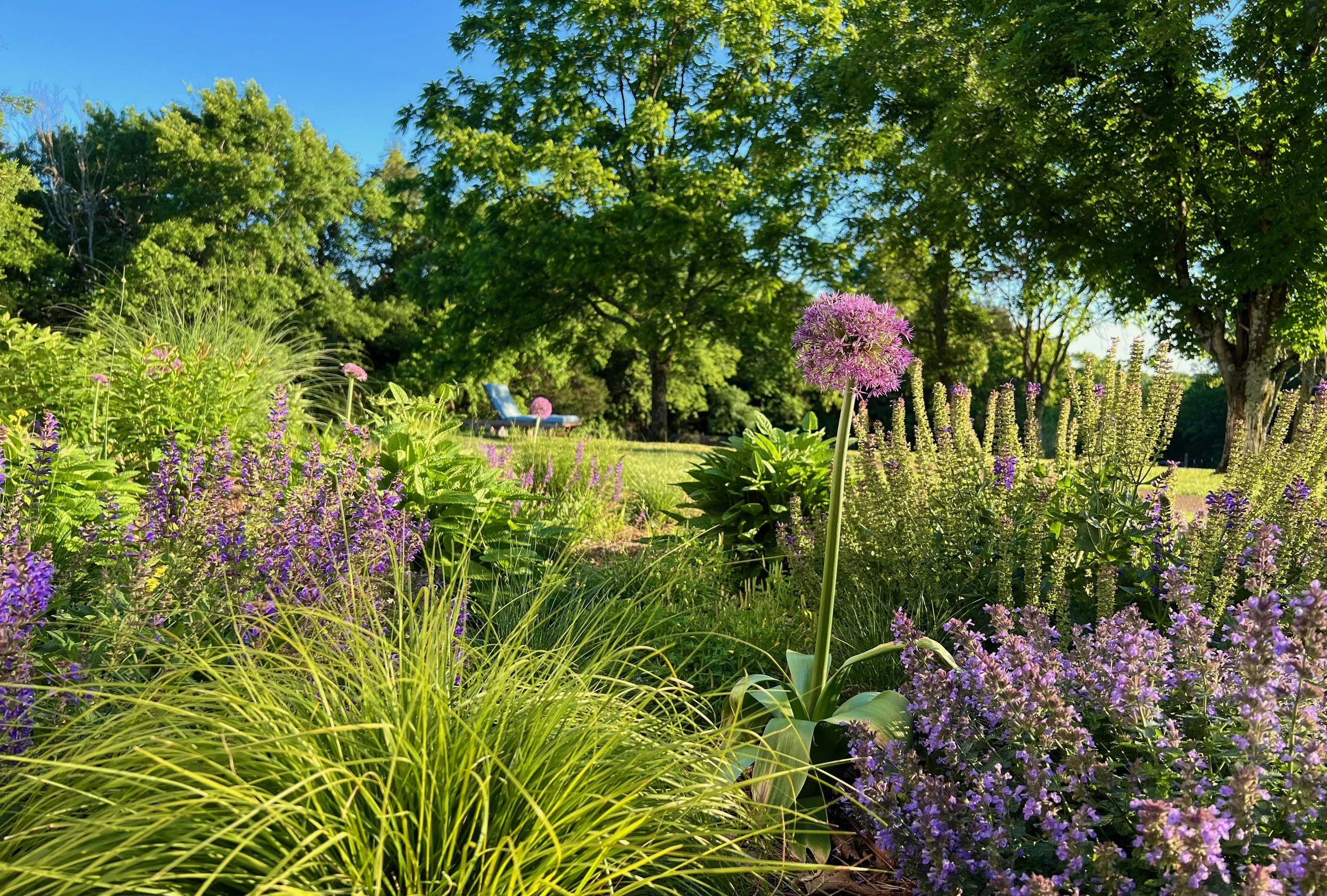 Farm garden designed by Clare Horne, The Grass Girl, in Smith County Tennessee — allium, salvia, nepeta, and sedge in bloom with blue lounge chair visible through the planting.
