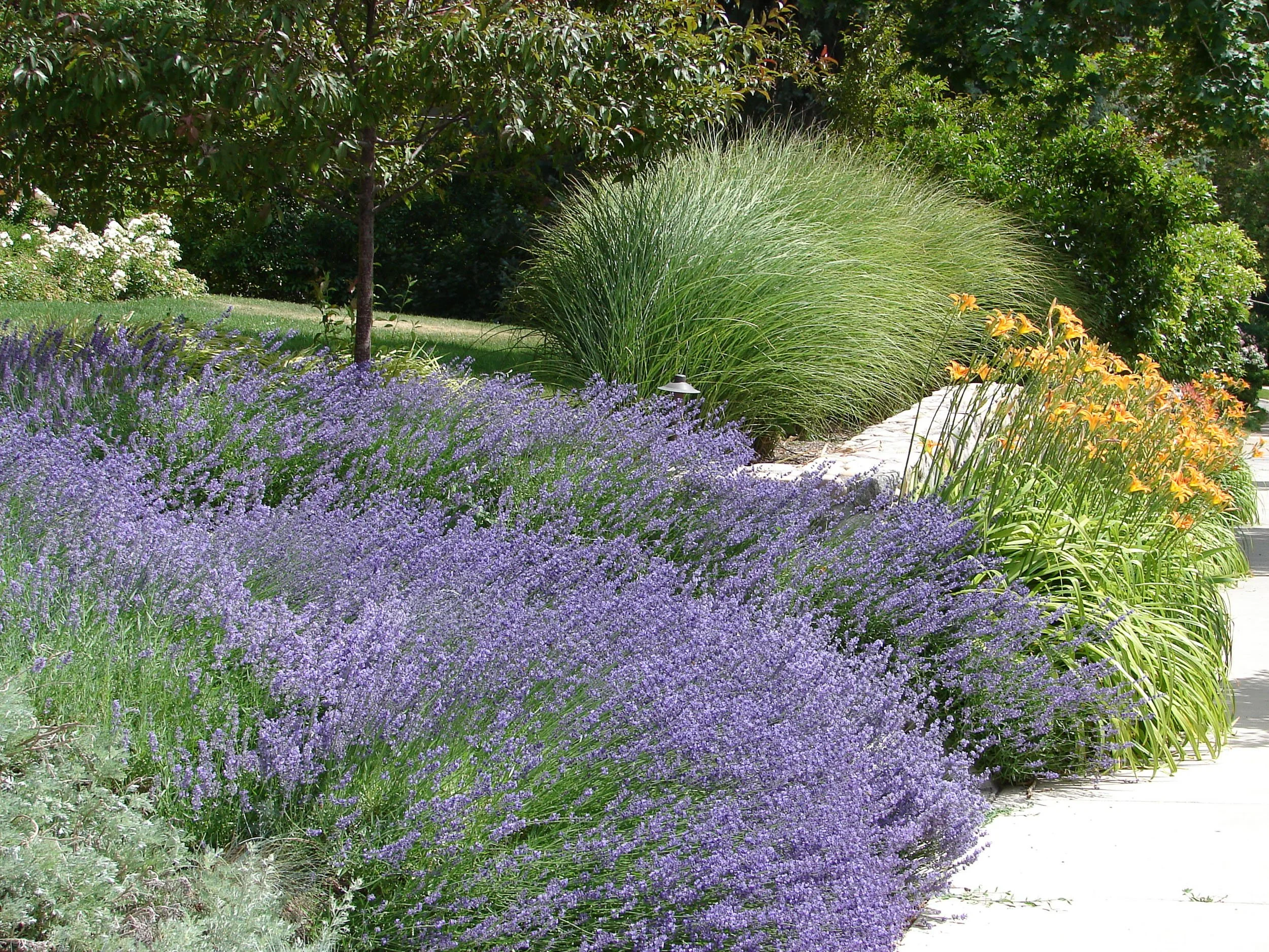 Full sun landscape design in Nashville