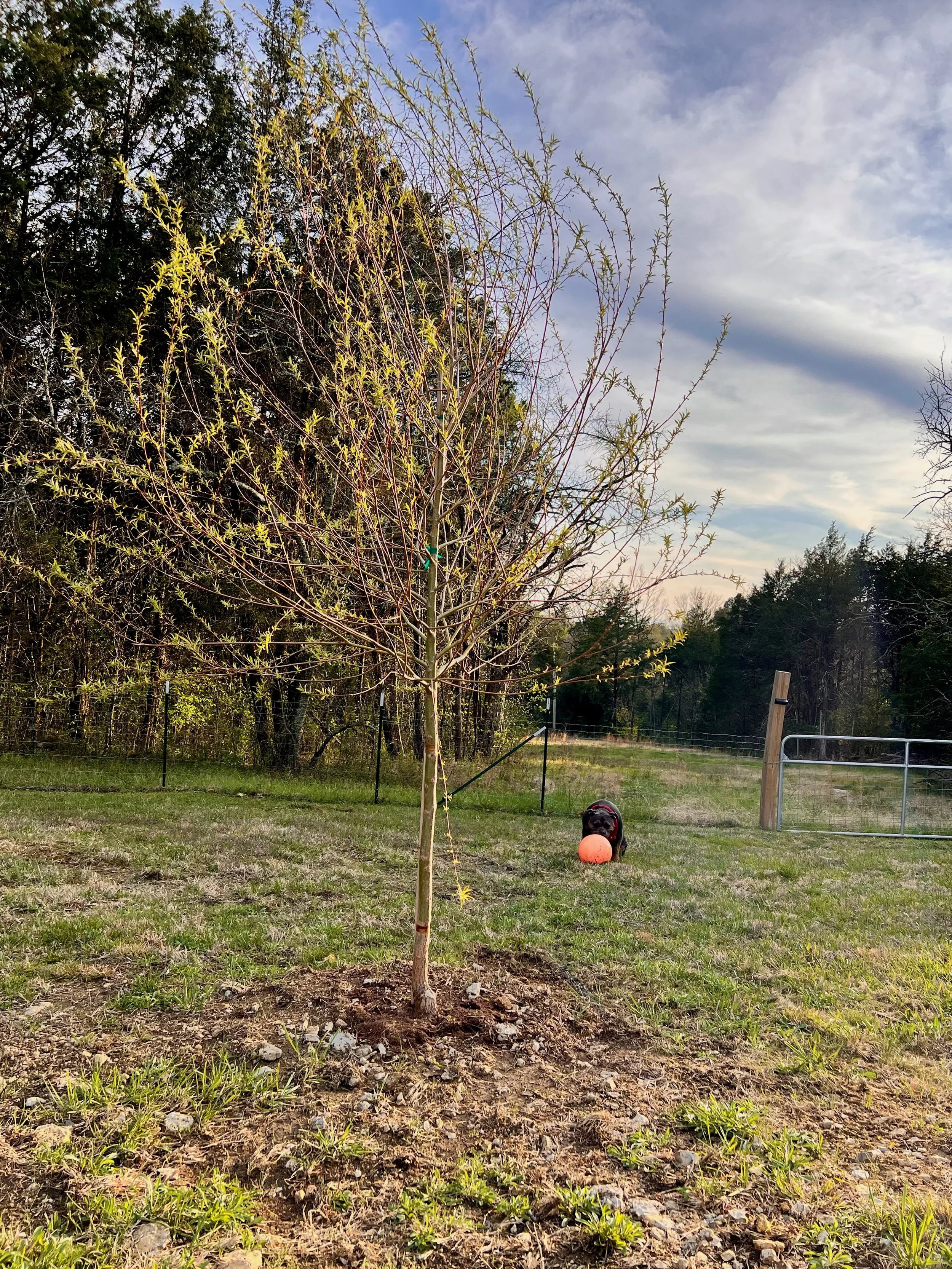 Weeping willow (Salix babylonica) leafing out in spring on Clare Horne's farm, planted in wet ground where nothing else would grow — land portraiture in practice.