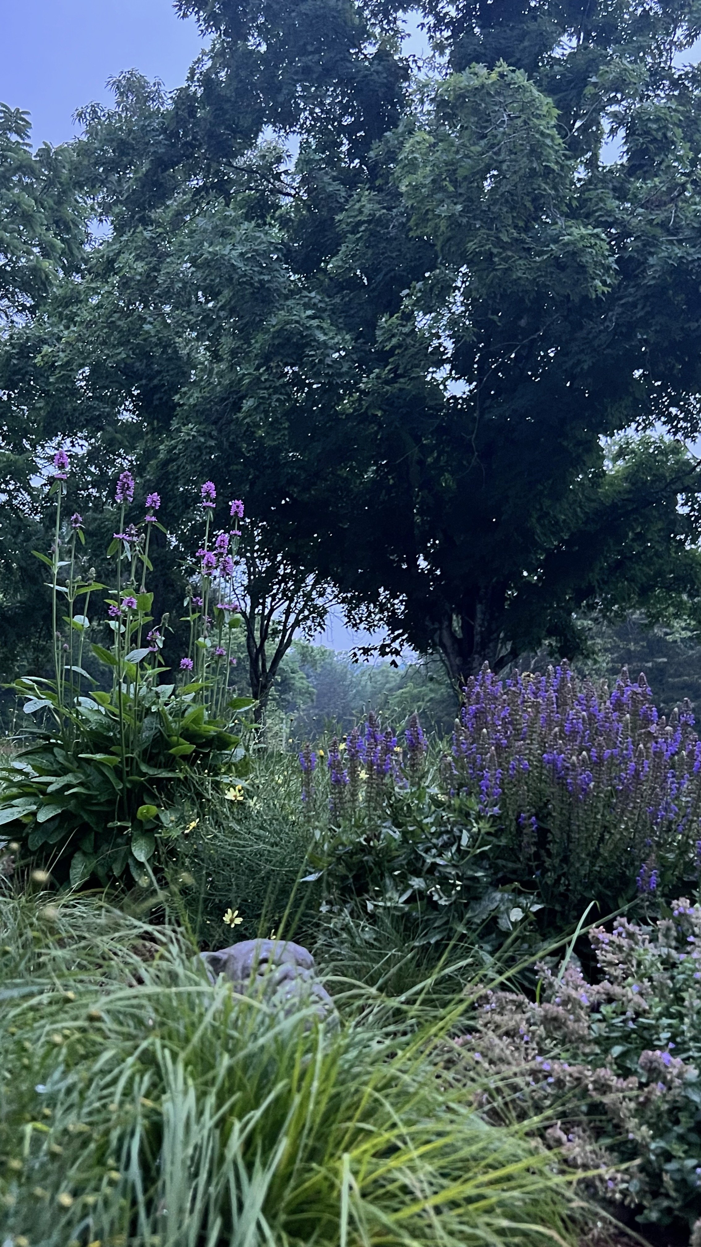 Golden hour light through a native perennial garden on Clare Horne's Middle Tennessee farm, The Grass Girl fine garden design.