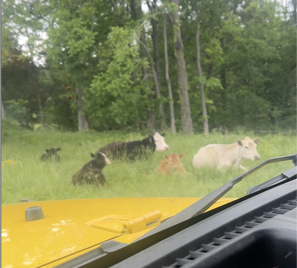 Cows laying on TN farm land viewed from the inside of a yellow jeep window