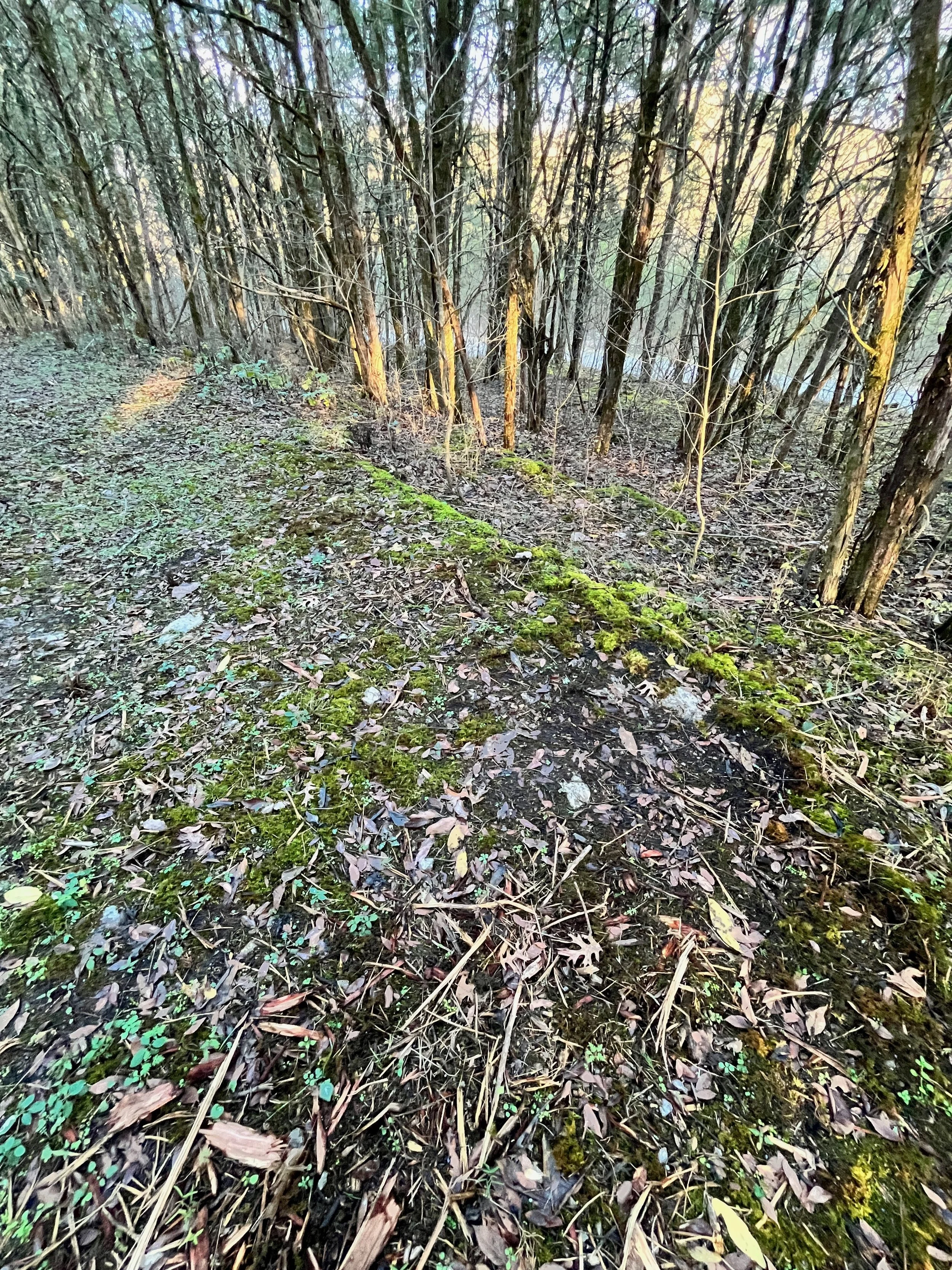 Documentation of a first walk by garden designer The Grass Girl, using Land Portraiture to account for what a piece of land, a particular forest is already doing already growing