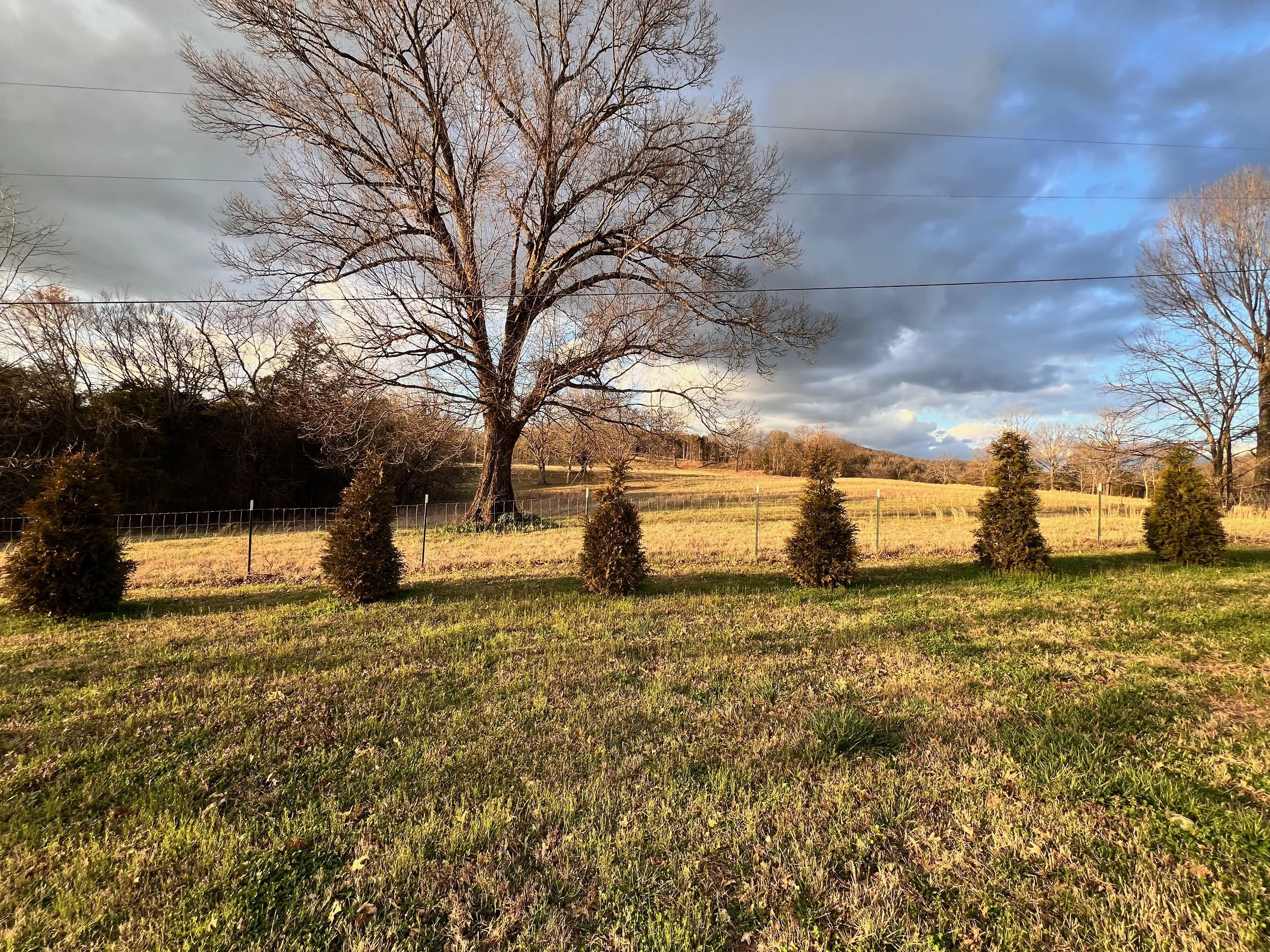 A Green Giant Arborvitae privacy row planted on a large piece of TN land