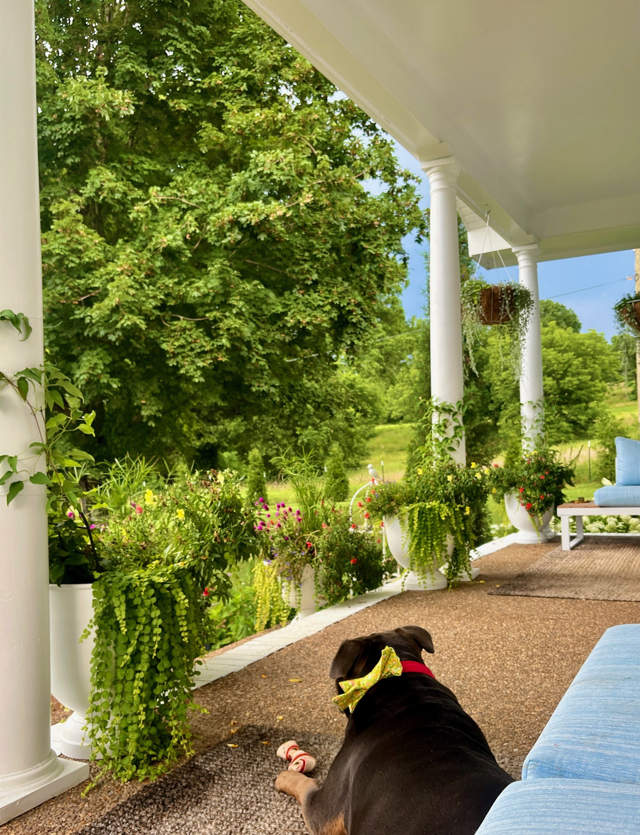 A front porch perimeter pollinator garden in TN summer with a dog laying on the porch.