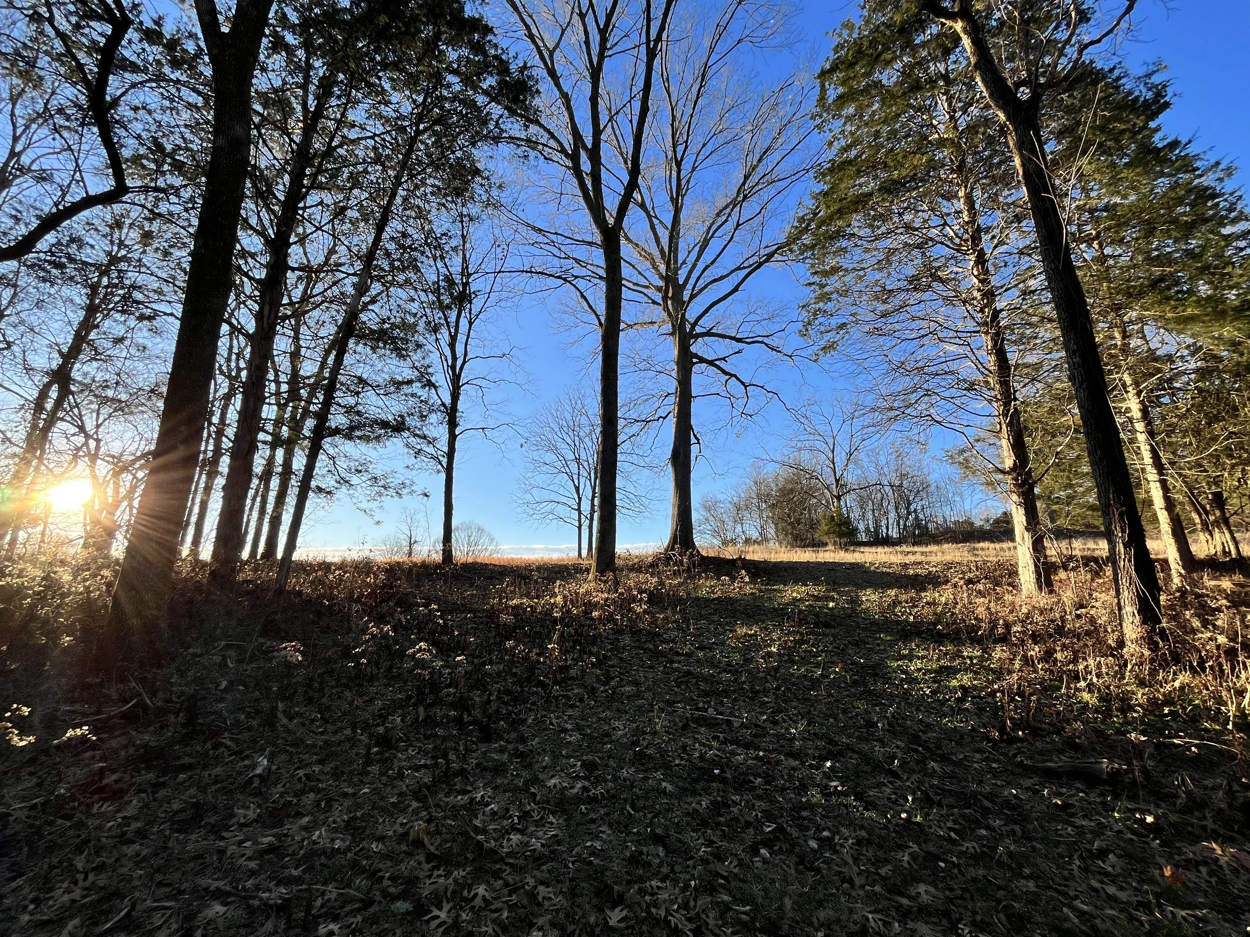 Winter light through the hardwoods on Clare Horne's Tennessee farm — the land in its dormant season, still teaching.