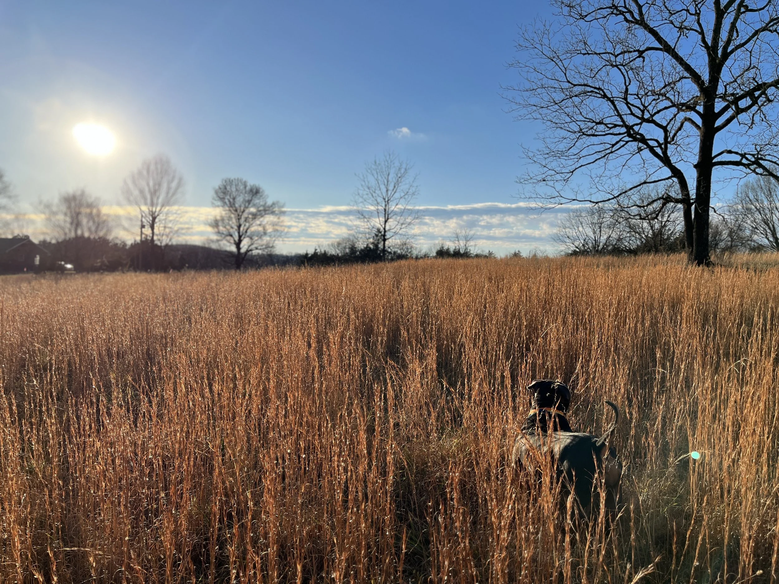 Pickles walking the fields on Clare Horne's farm — the daily observation walks that became the foundation of land portraiture.