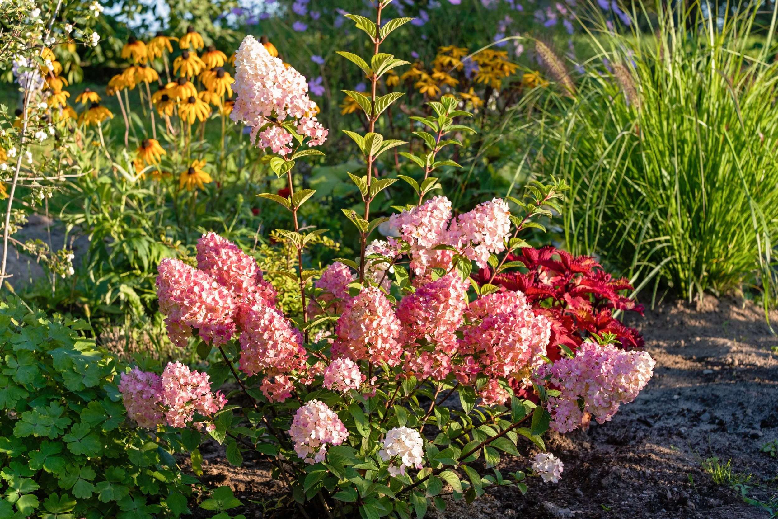A firelight tidbit panicle hydrangea paired with rudbeckia and switchgrass in a TN native perennial garden