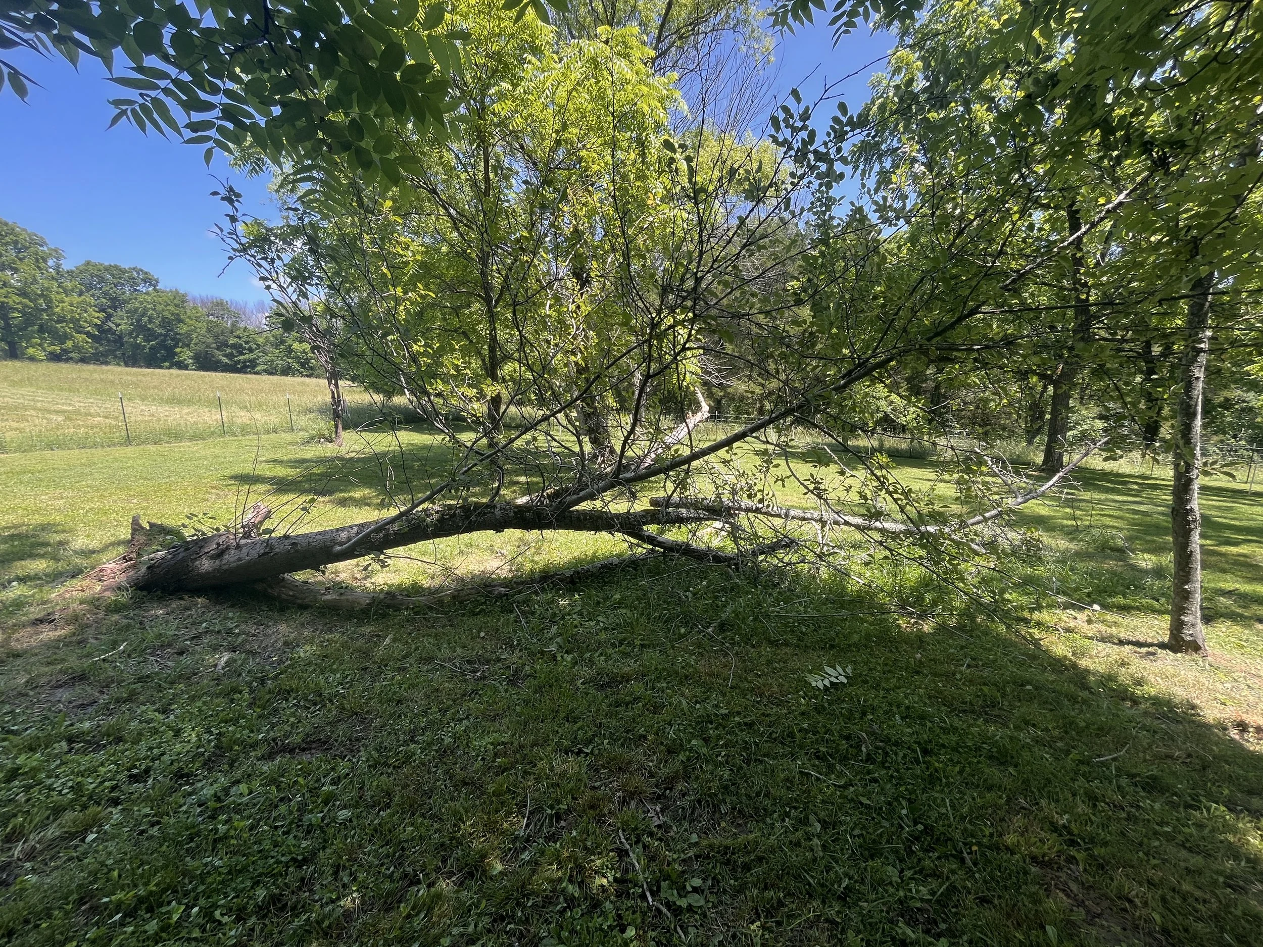 A tree uprooted and knocked completely over from straight line winds on rural land in middle Tennessee.