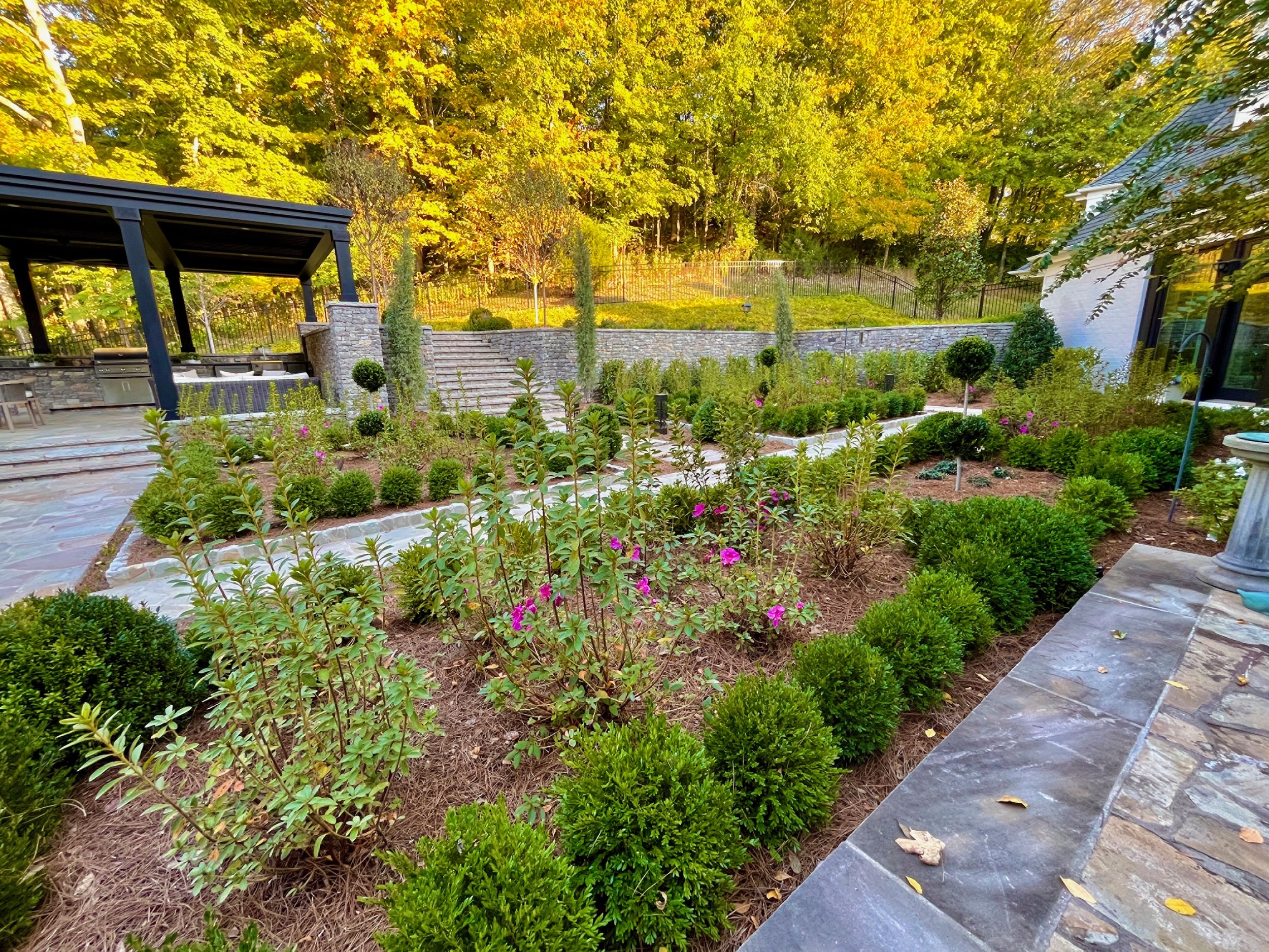 [The Grass Girl's garden design depicting a formal french back yard garden with a southern twist, featuring tall framing conifers, blooming pink azaleas, and pom topiary hollies] — residential garden design Nashville TN