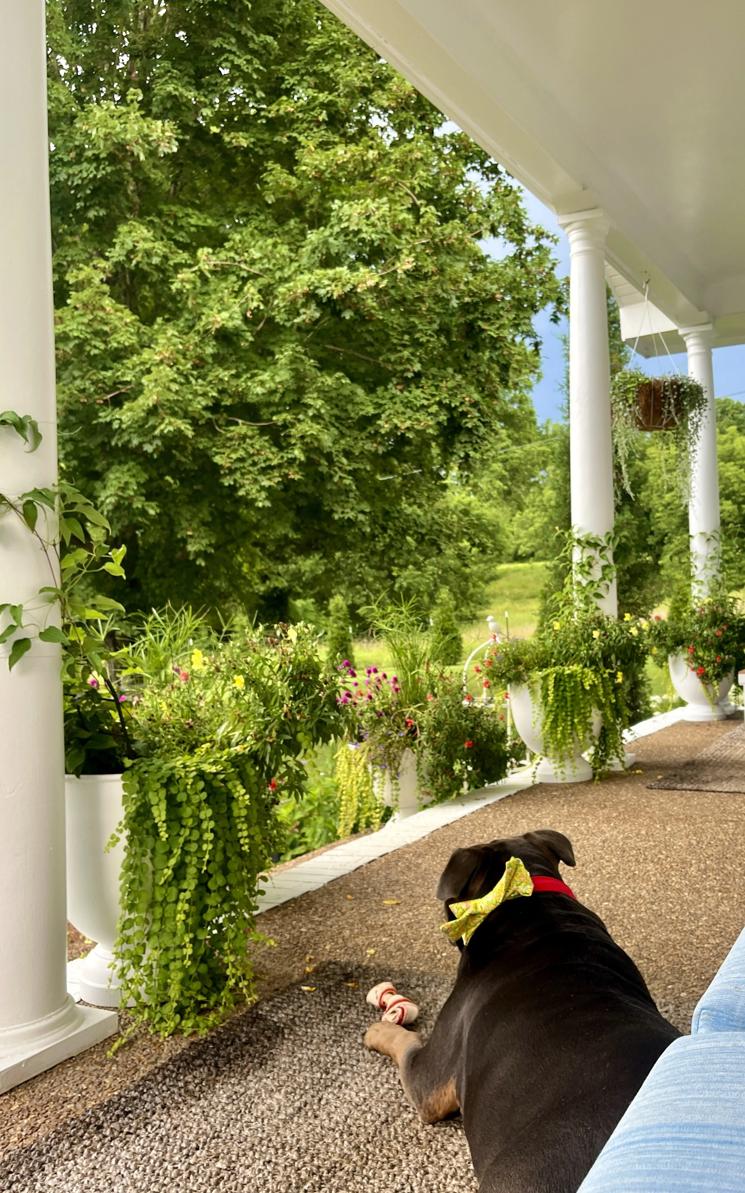 Porch with planted containers and native pollinator plants overlooking a Middle Tennessee rural landscape