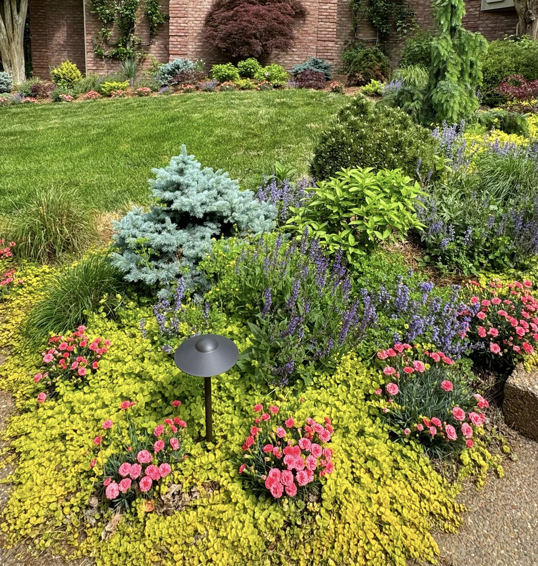 Colorful perennial and conifer residential landscape entry with chartreuse ground cover and landscape lighting