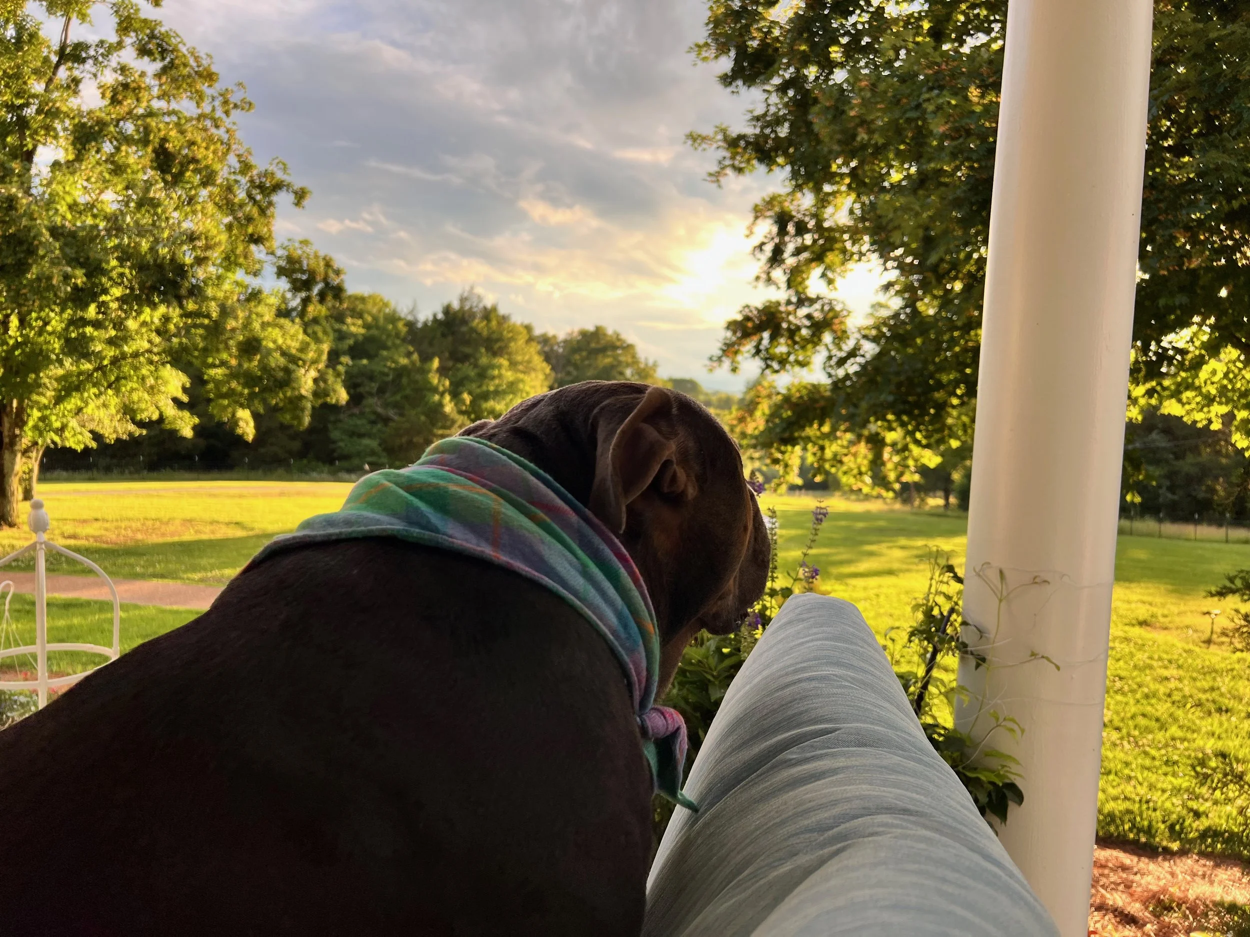 A dog sitting on the porch of a large acreage farm in Middle Tennessee