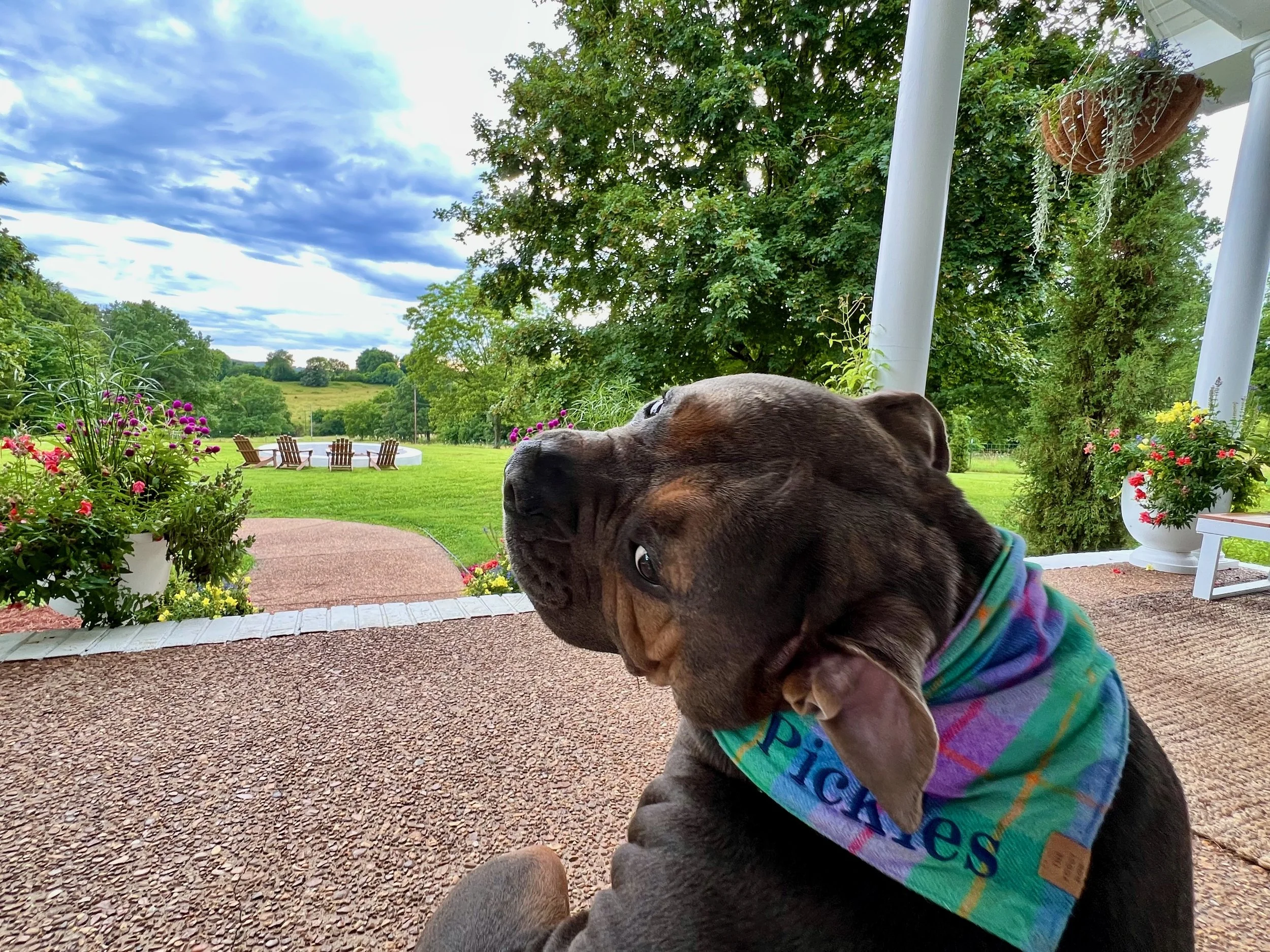 Cute dog sitting on front porch surrounded by gardens looking out to rural hills and a beautiful fire pit with seating in Middle TN