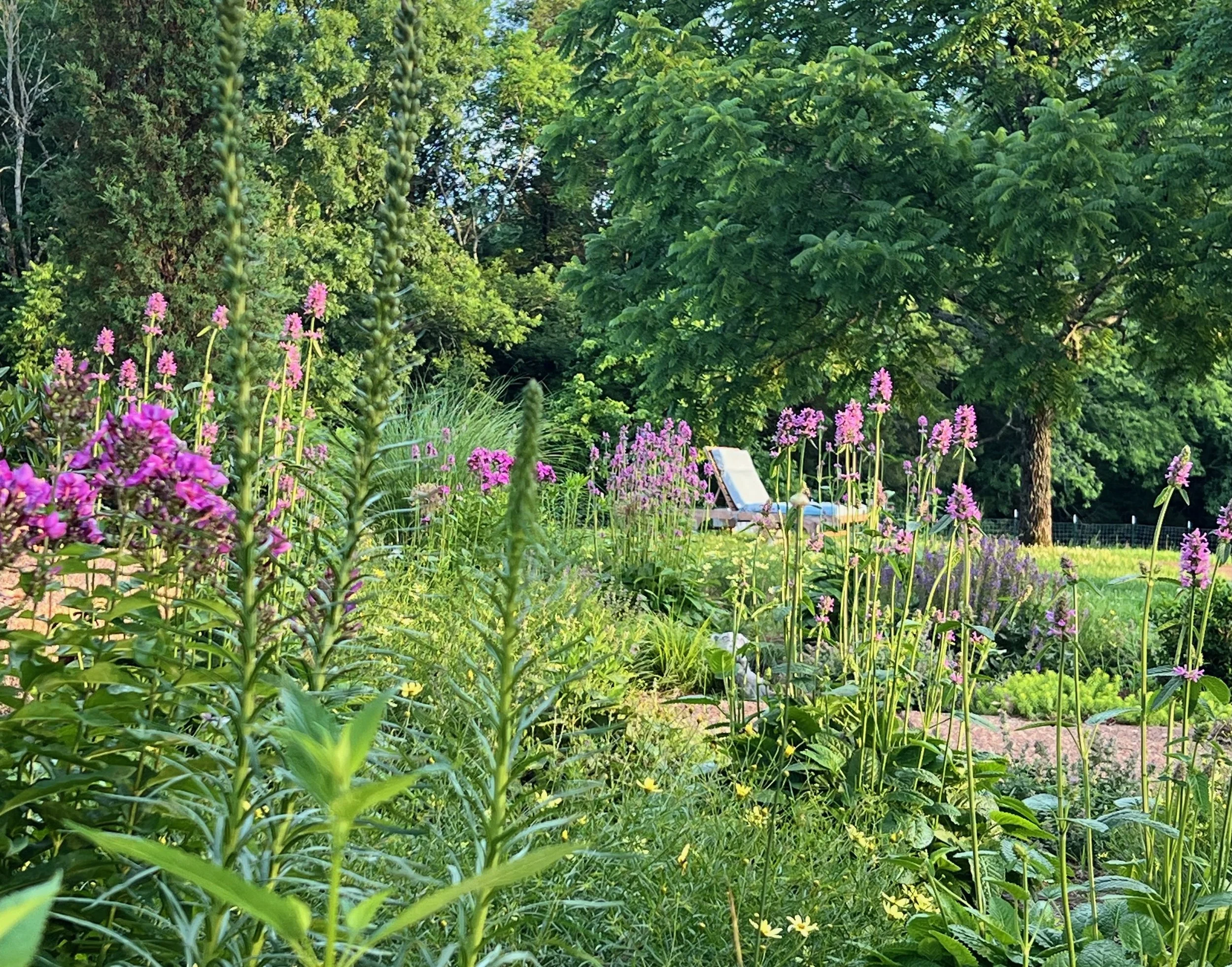 An established Middle Tennessee garden in June bloom, Liatris and native perennials thriving from a prior fall planting, designed by Nashville garden designer The Grass Girl