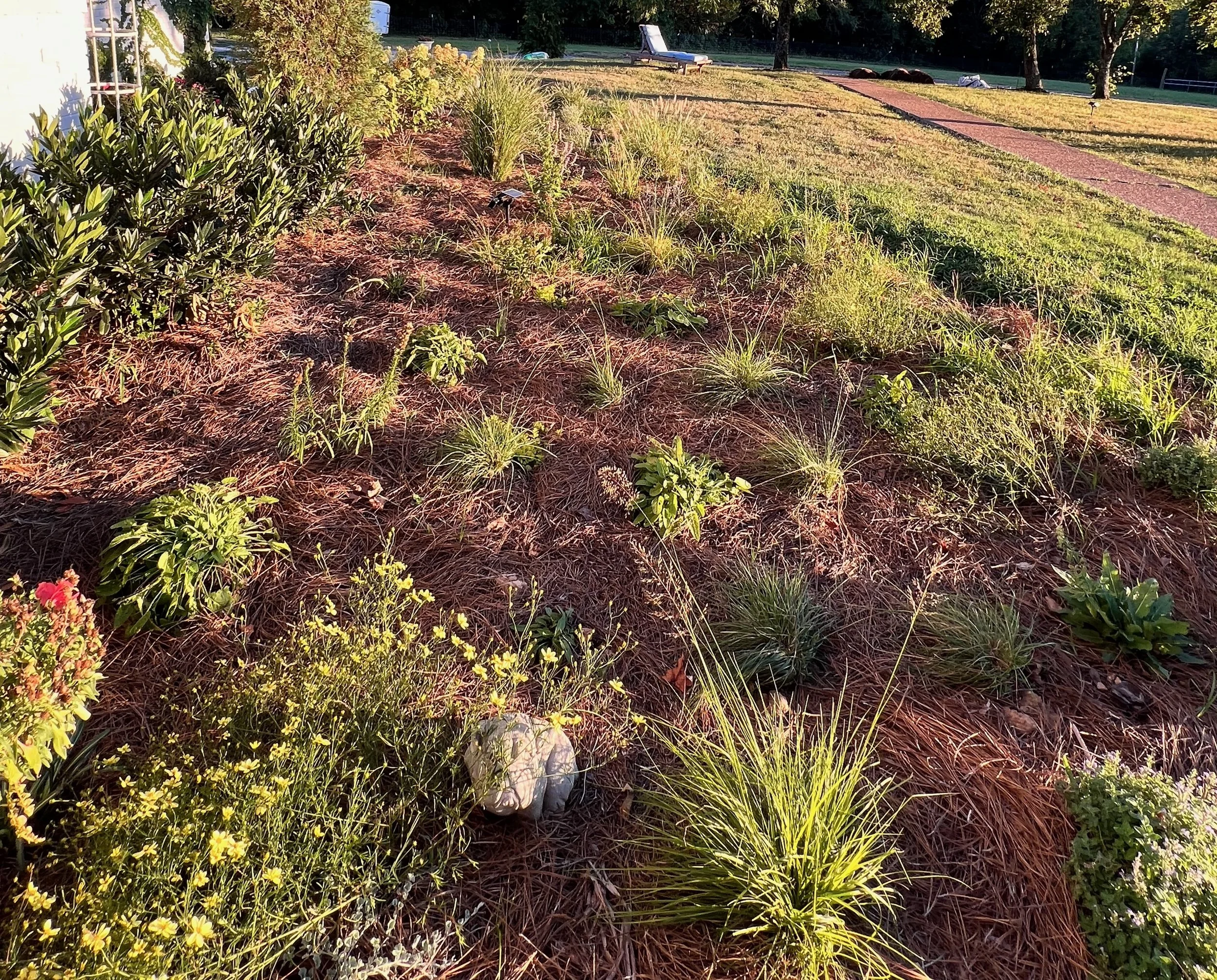 A fall perennial and native grass garden bed in golden October light on a Middle Tennessee farm, designed by Nashville garden designer The Grass Girl