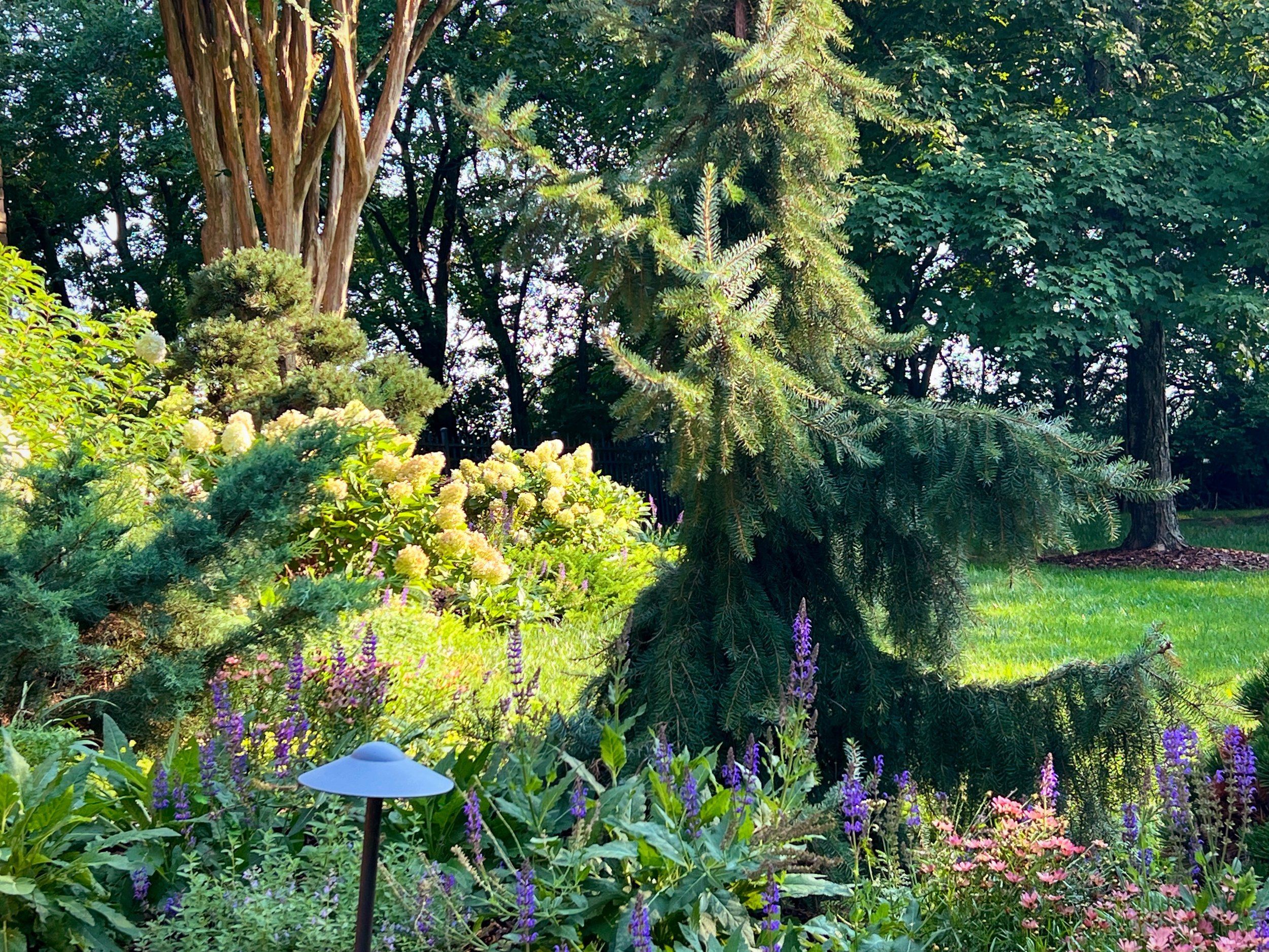 A settled low-maintenance native planting in a Nashville garden by The Grass Girl, massed perennials, conifers, and grasses that need little upkeep.