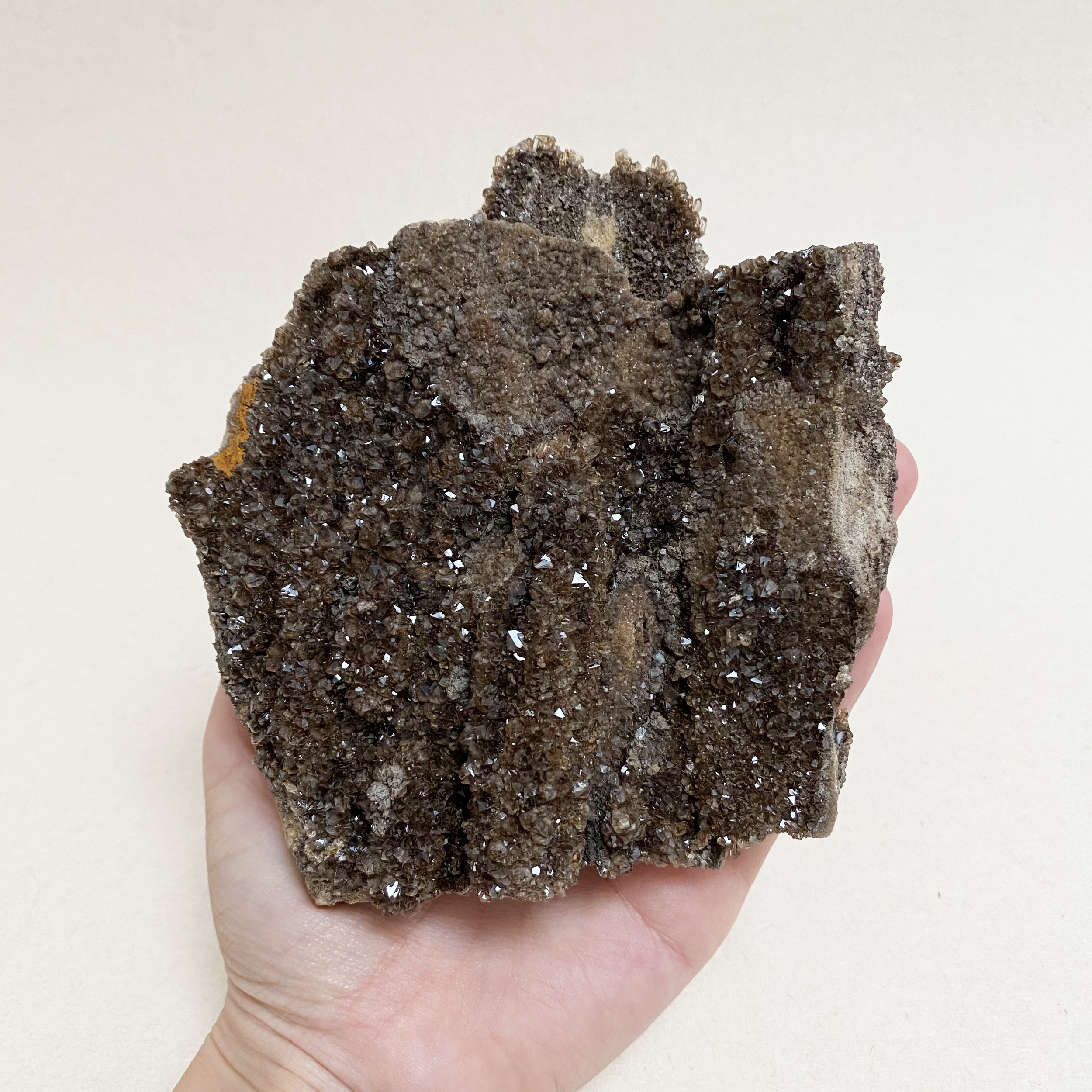 128-402_Petrified_Wood_2.png