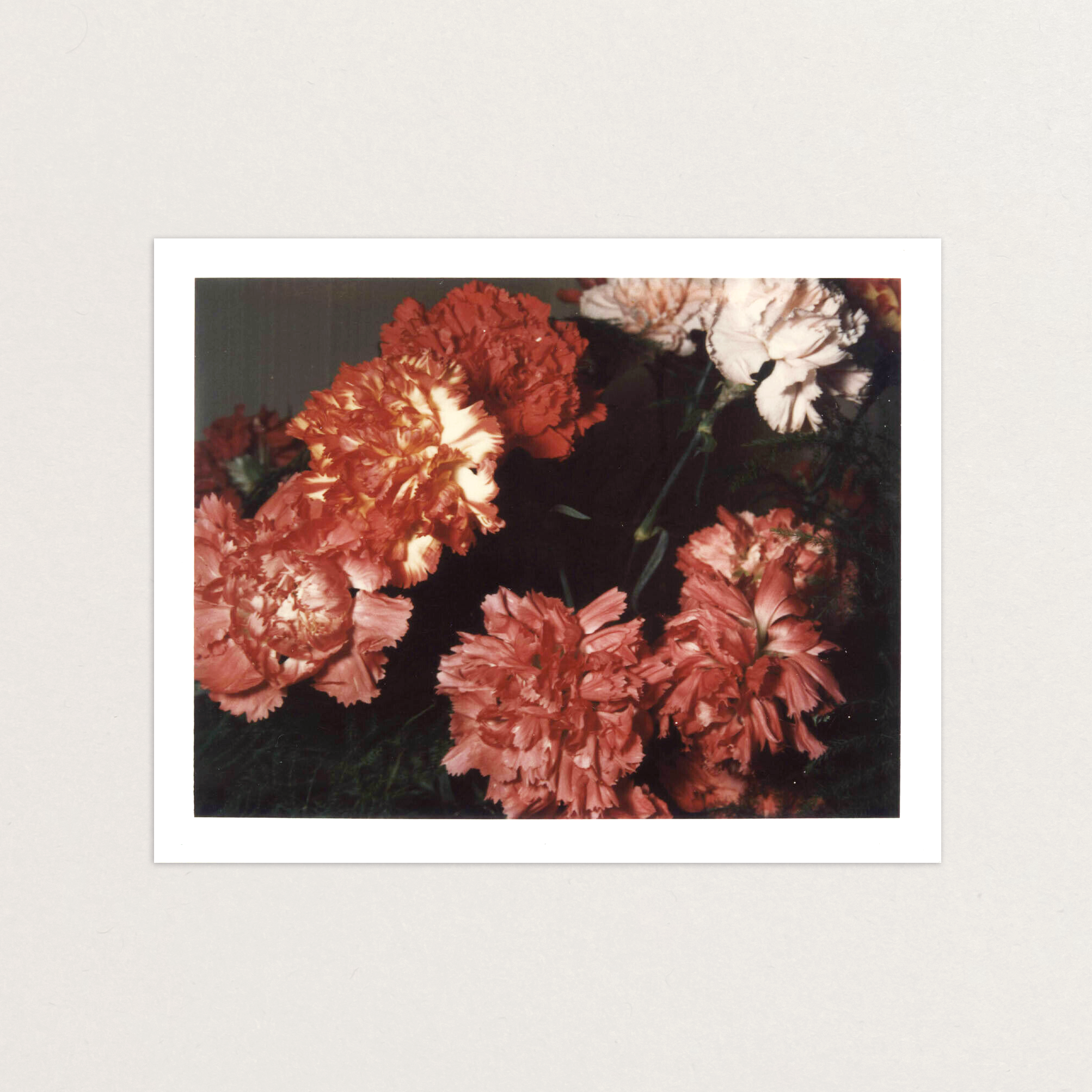 VS-APH-02_Carnations_2.png