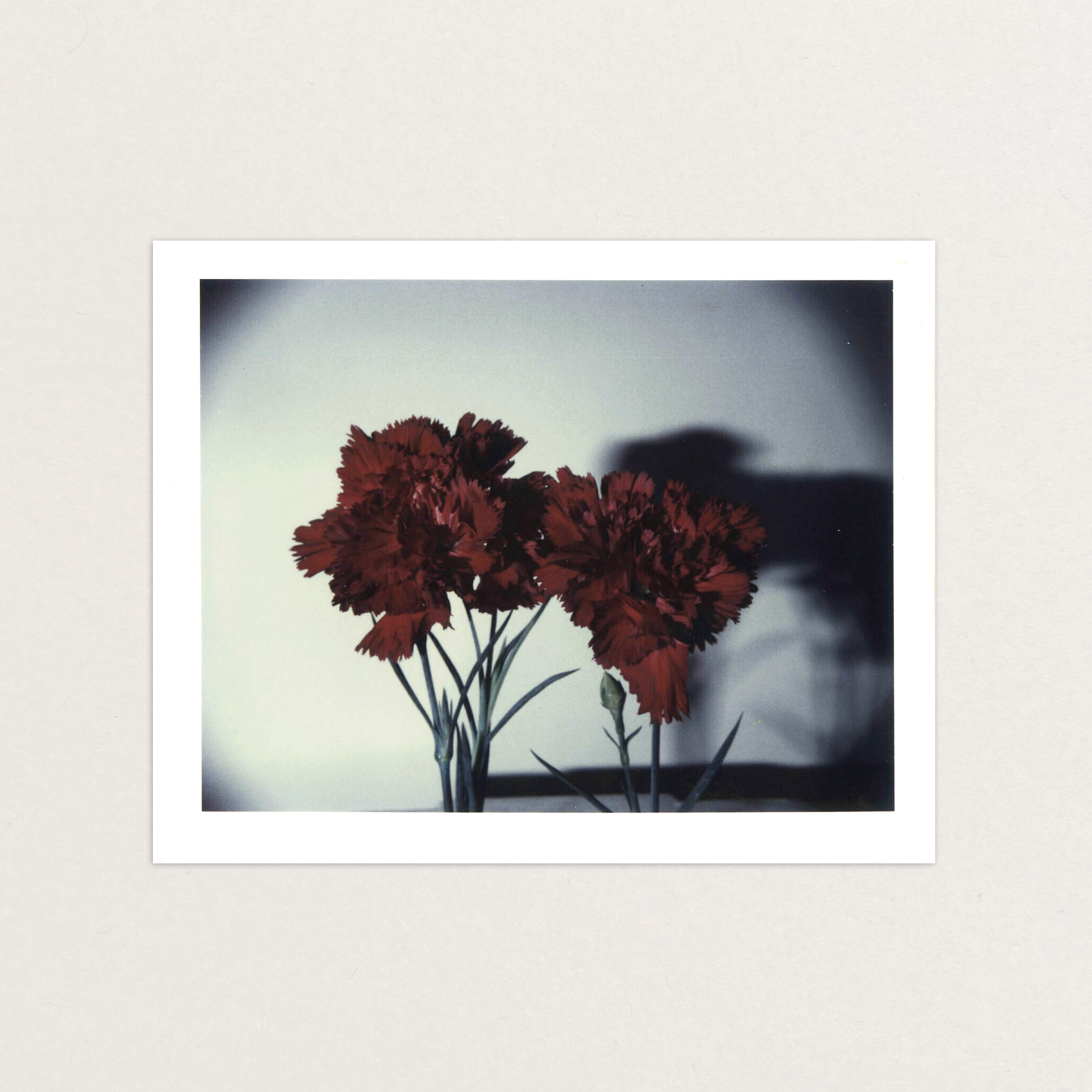 VS-APH-06_Carnations_2.png