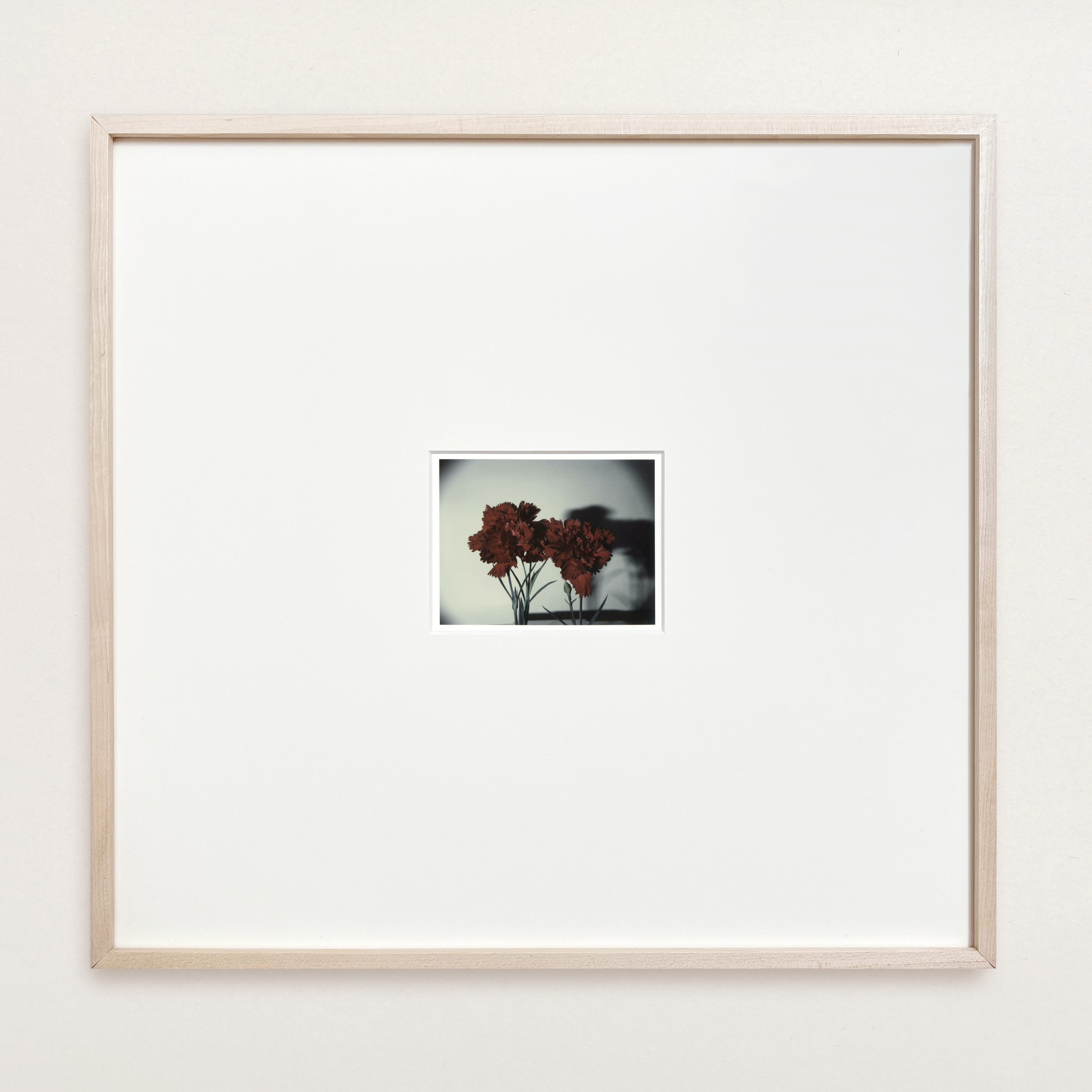 VS-APH-06_Carnations_1.png
