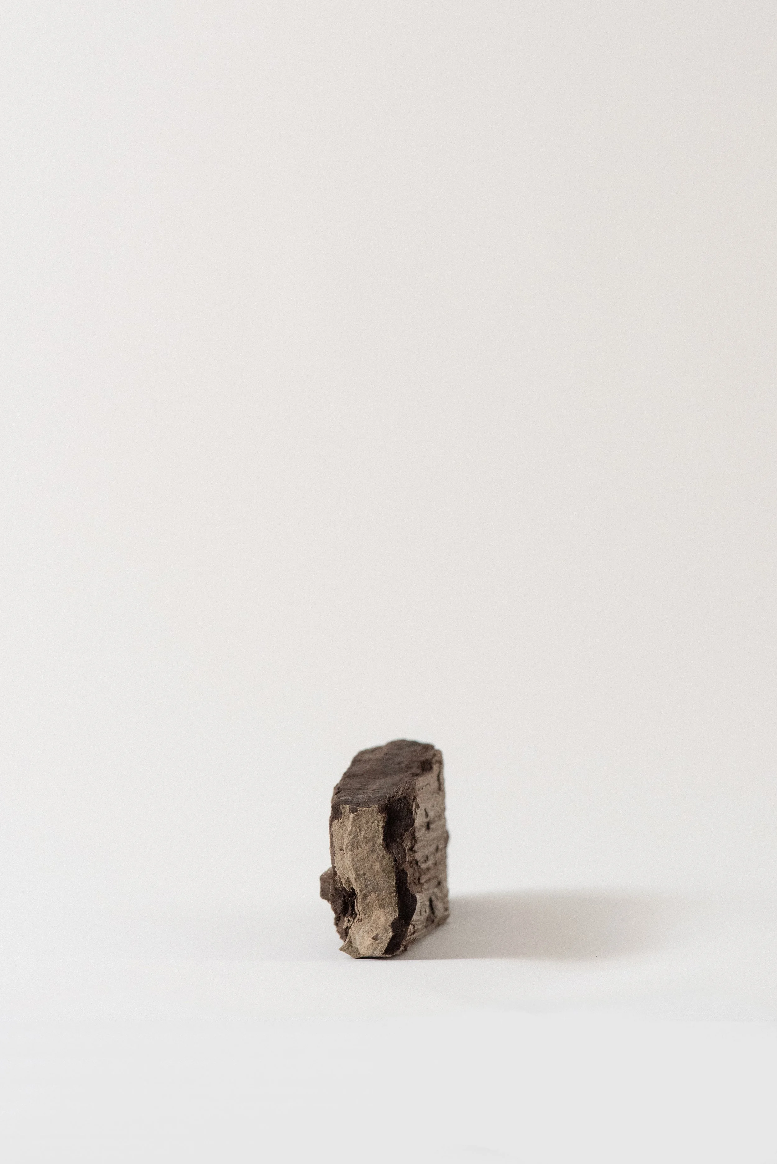 Side view of fossilized petrified wood revealing quartz-infused cell structure.