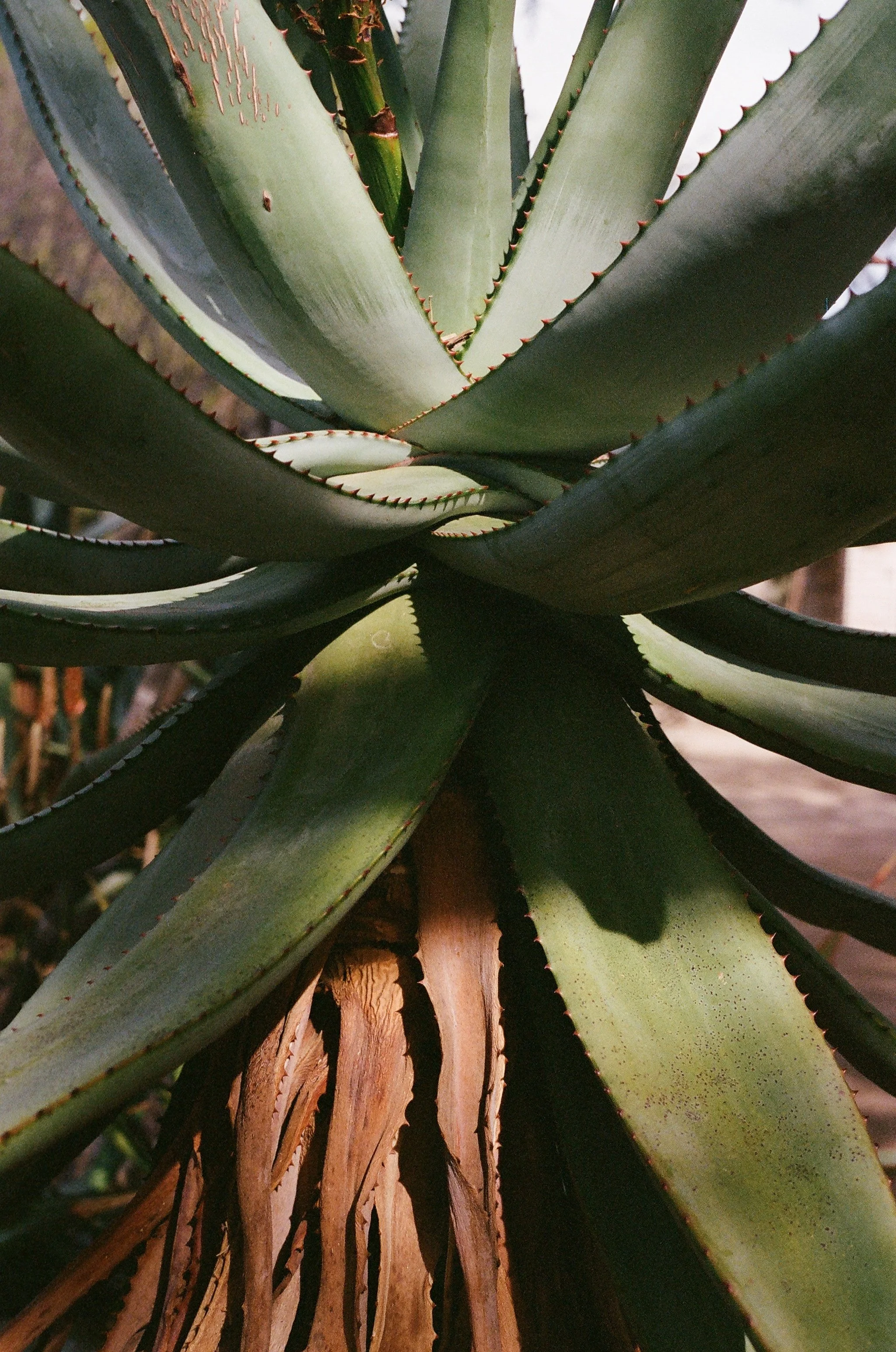 C.V. VISITS — FAVORITES IN TUCSON, ARIZONA