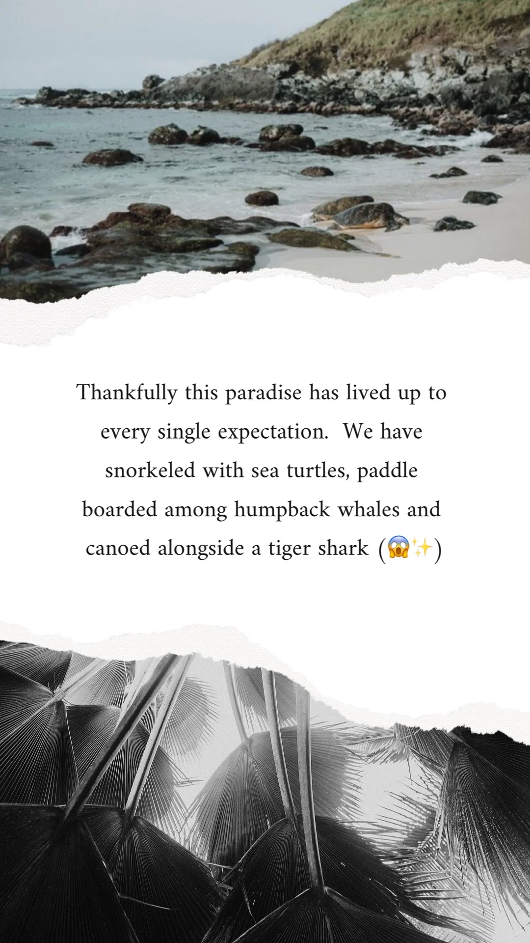 Thankfully this paradise has lived up to everysingle expectation. We have swam with sea turtles, paddle boarded among humpback whales and canoed alongside a tiger shark!