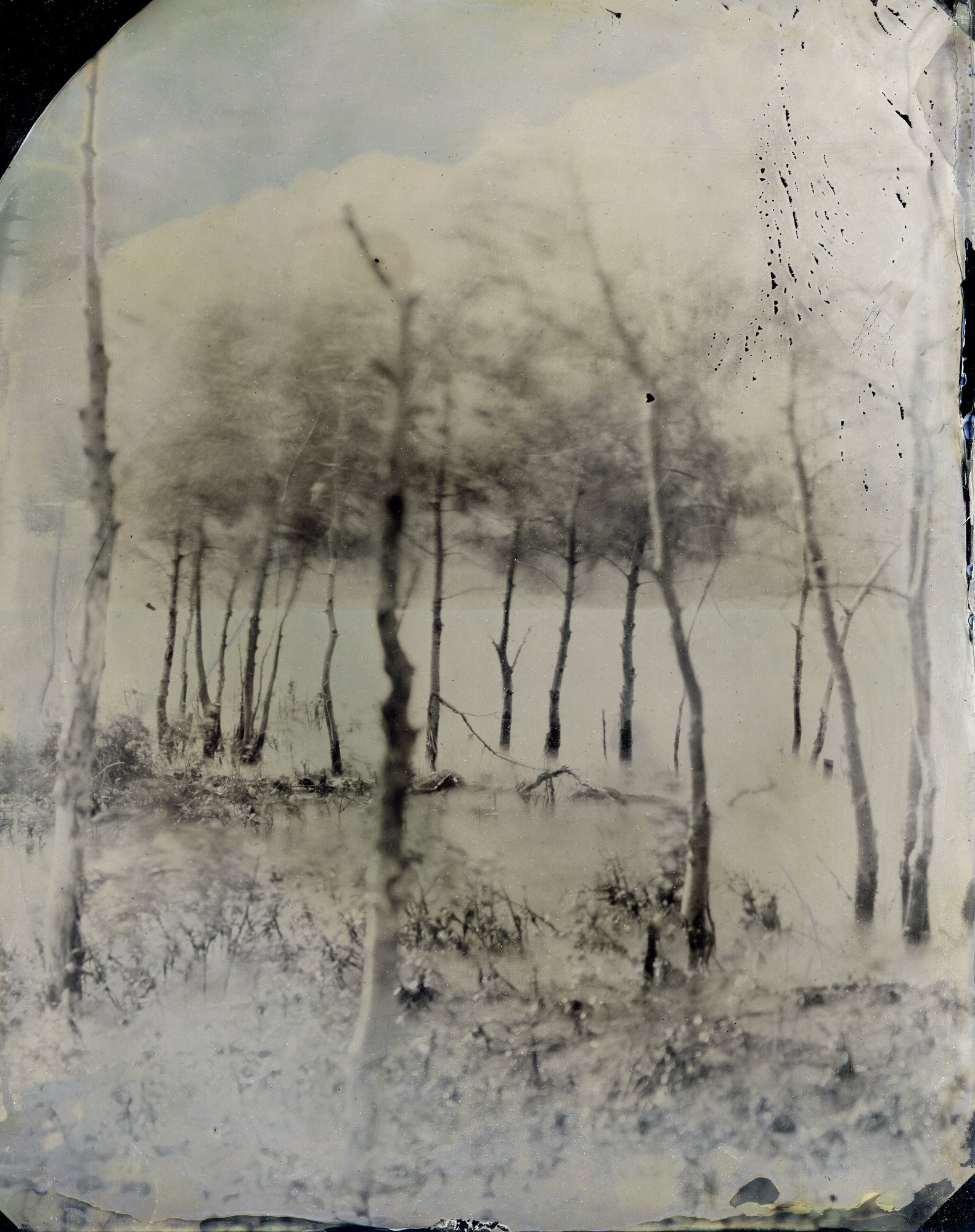 layers of tree, grass and blurry lake water sit in front of a ghostly mountain.  Tin type taken of partially submerged trees in Abraham Lake, Alberta.