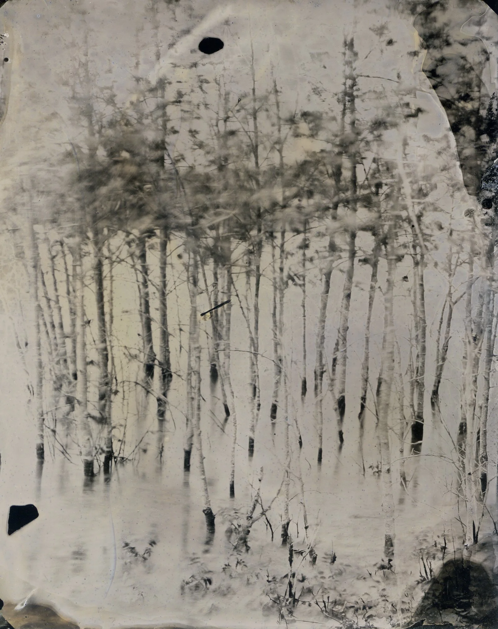 Tin type of poplar trees in Abraham Lake, Alberta.  Wet Plate is a historical photographic practice.