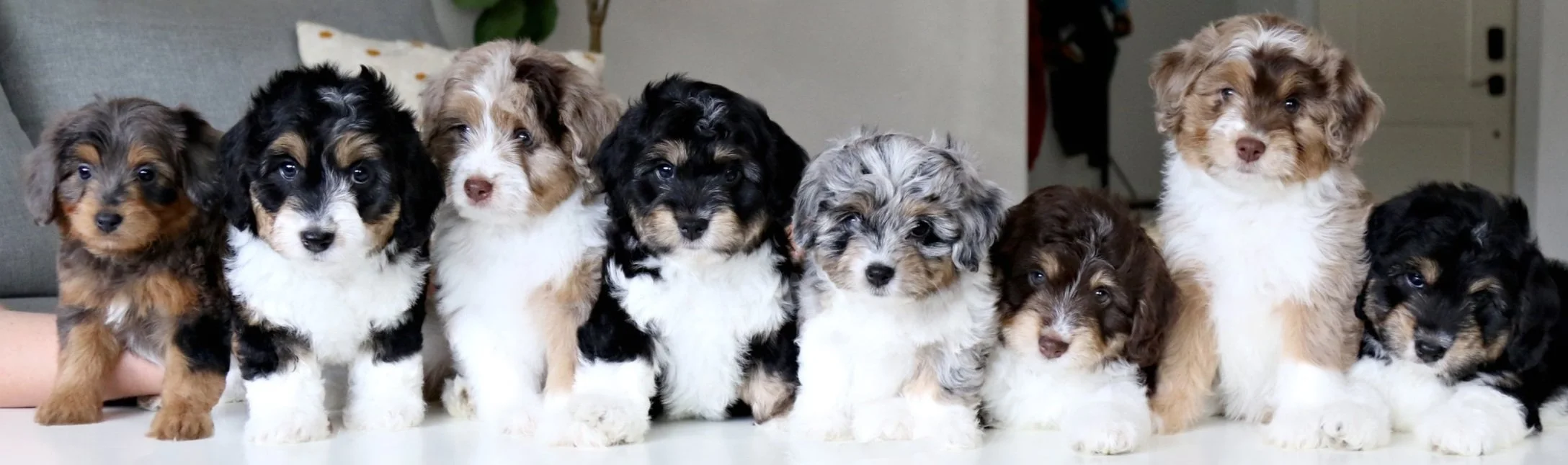 Mini Aussiedoodle Puppies Aussiedoodle Aggression Aussiedoodle - Main Image